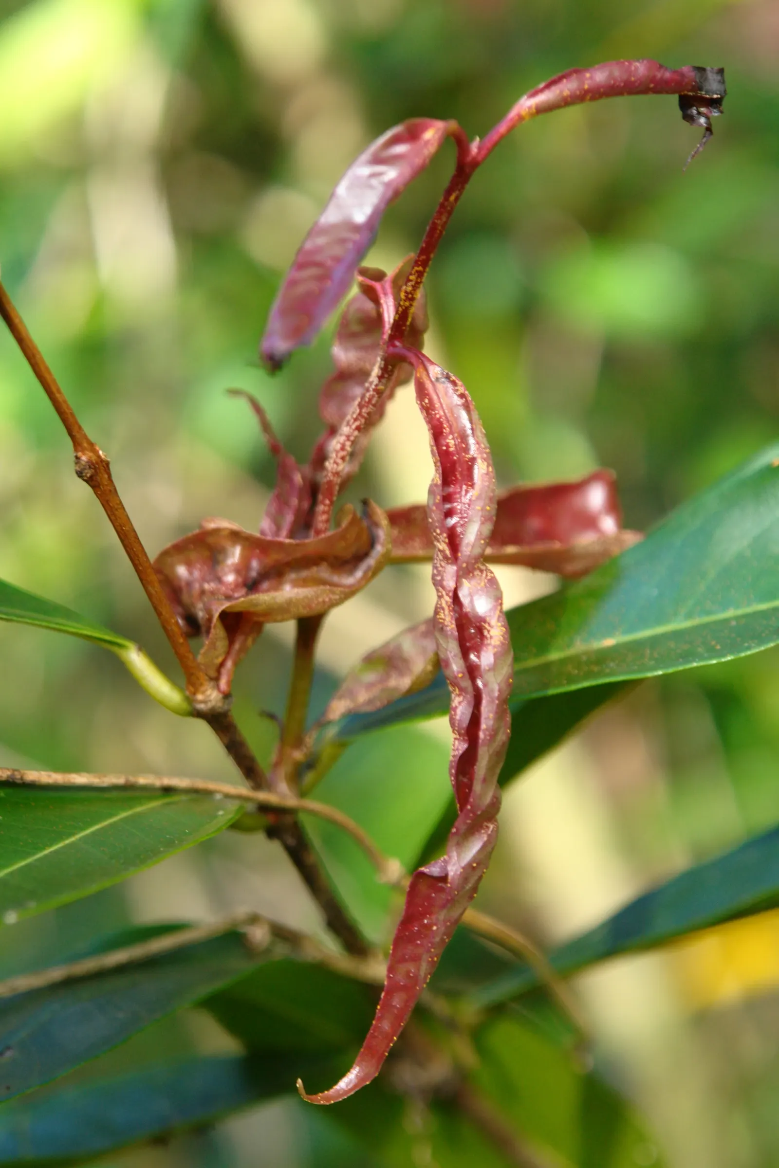 Rose Apple (Syzygium Jambos) — making it a dual-purpose ornamental and edible addition to the landscape