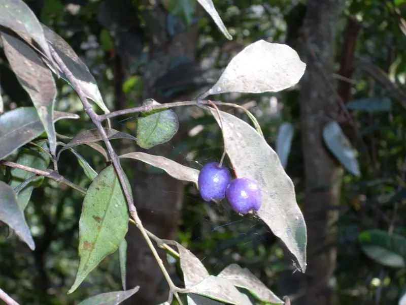 Rose Apple (Syzygium Jambos) — They typically ripen in summer