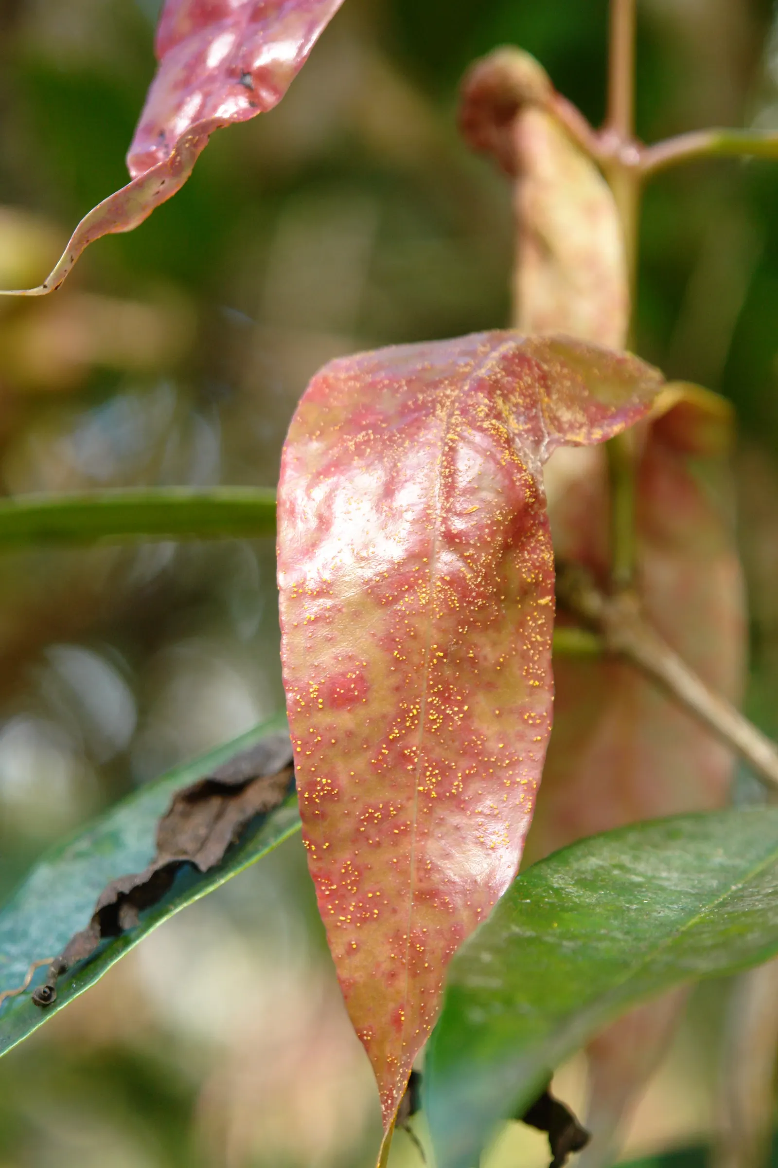 Rose Apple (Syzygium Jambos) — and during late spring to early summer; can comfortably fit into a residential landscape without fear of disrupting, image 124