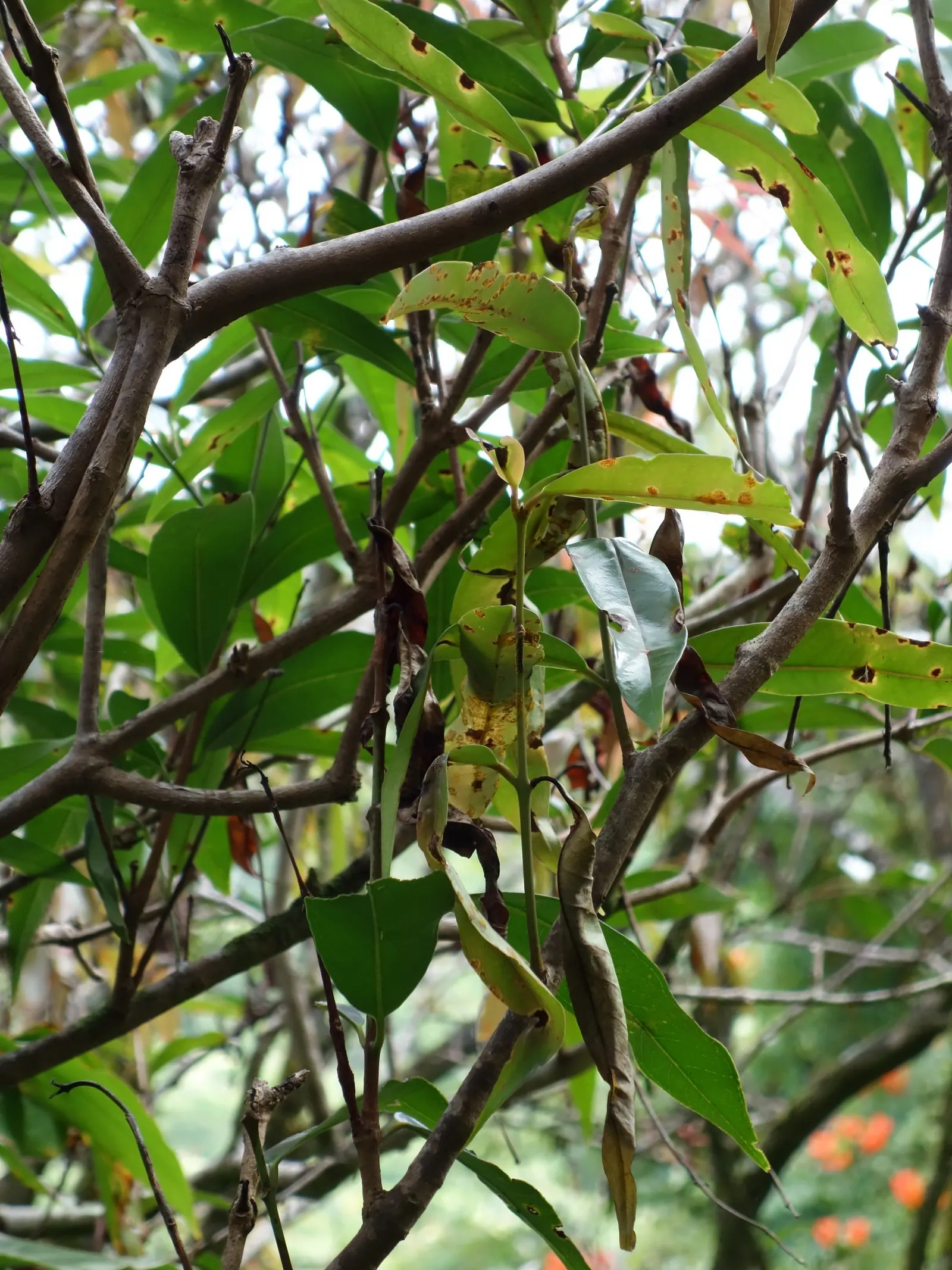 Rose Apple (Syzygium Jambos) — These bell-shaped fruits have a pale, rose-scented flesh that is mildly sweet and crisp