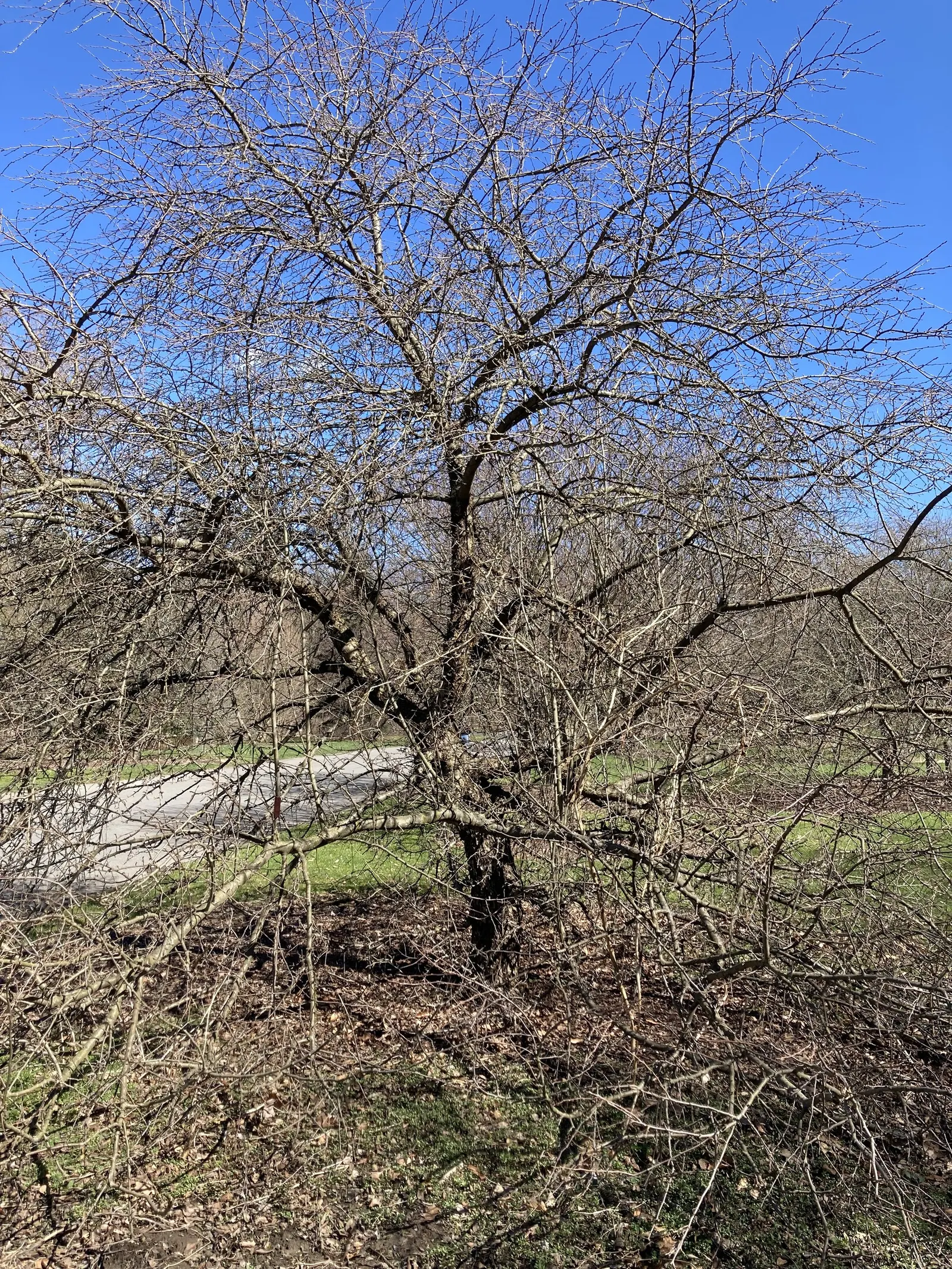 Rose Apple (Syzygium Jambos) — scientifically known as Syzygium jambos; can comfortably fit into a residential landscape without fear of disrupting, image 64