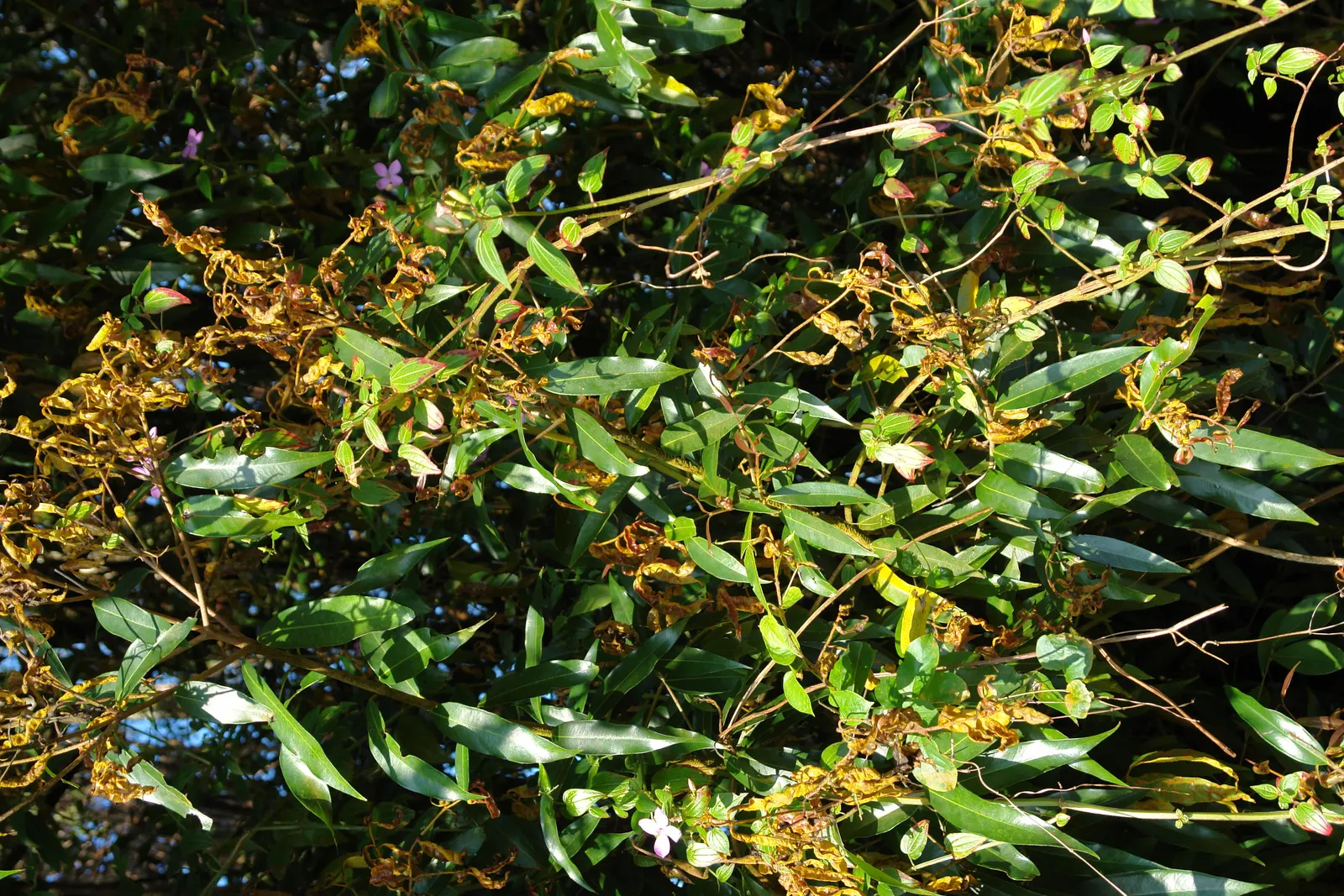 Rose Apple (Syzygium Jambos) — due to its non-invasive root system; can comfortably fit into a residential landscape without fear of disrupting, image 136