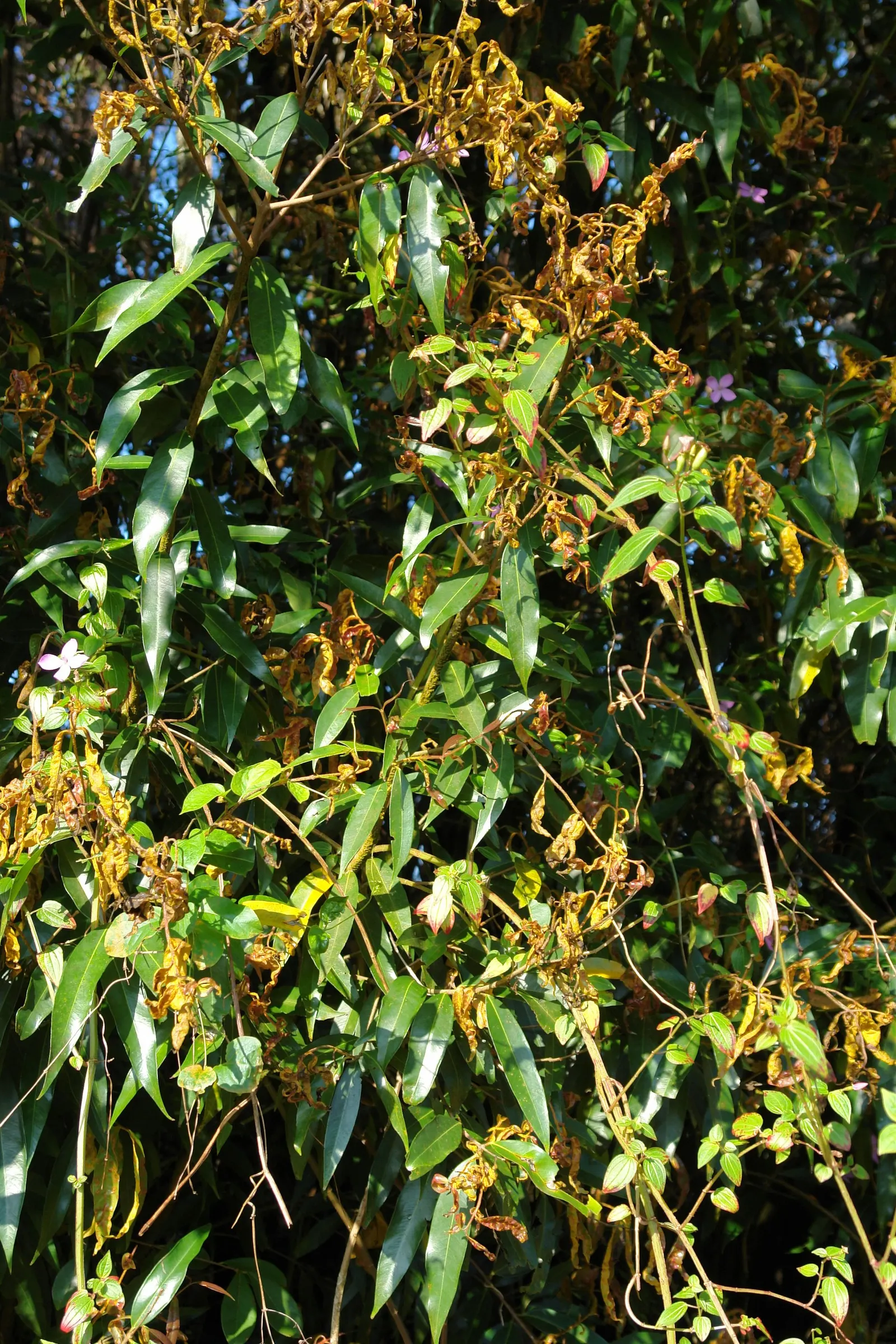 Rose Apple (Syzygium Jambos) — tree with white blooms; approximately 1 to 2 inches in diameter, image 83
