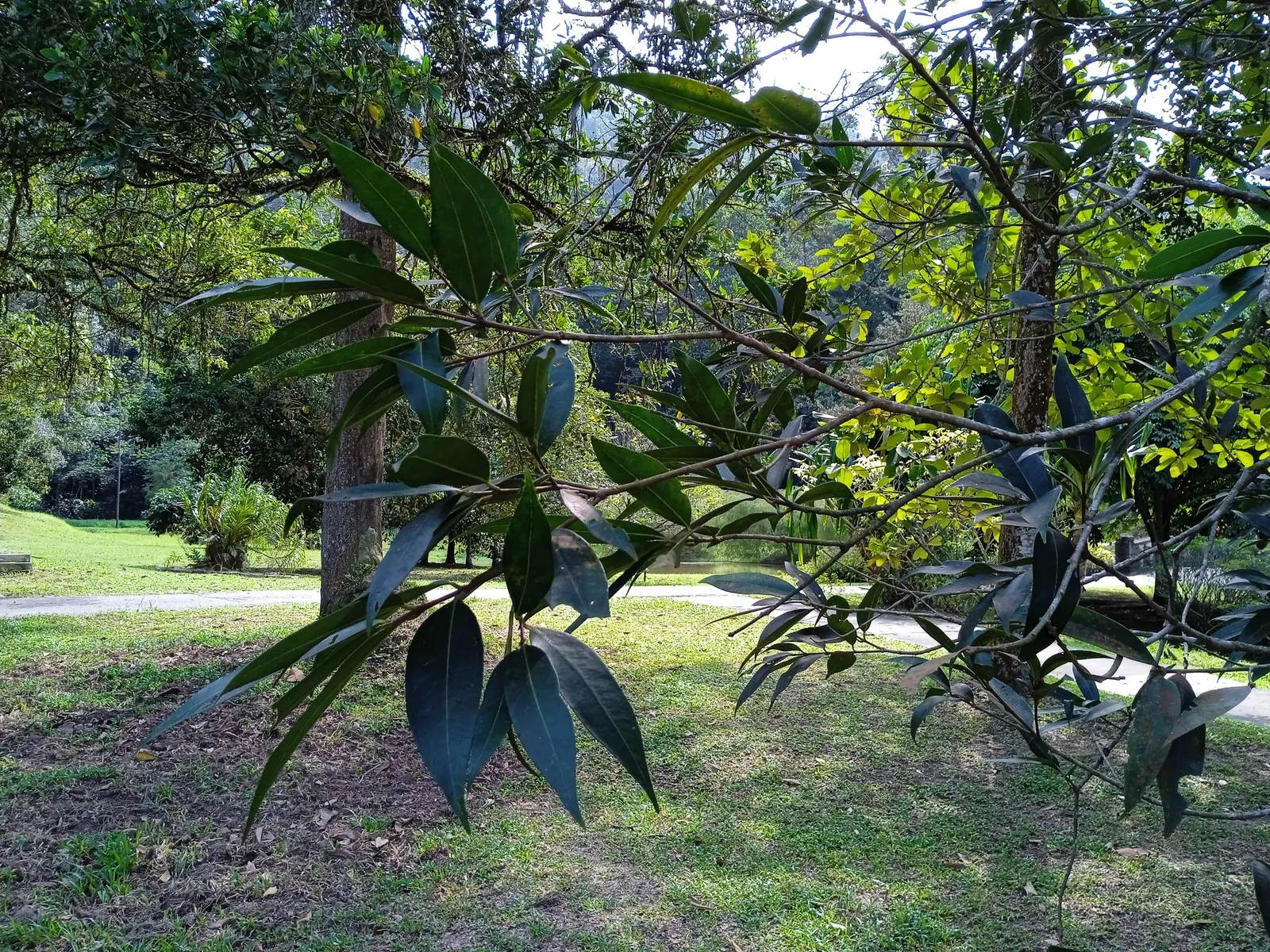 Rose Apple (Syzygium Jambos) — This tree is suitable for USDA hardiness zones 9 to 12 and is relatively low-maintenance; this evergreen species, image 106