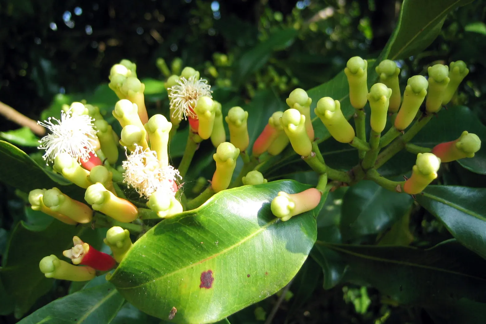 Rose Apple (Syzygium Jambos) — it erupts with clusters of showy