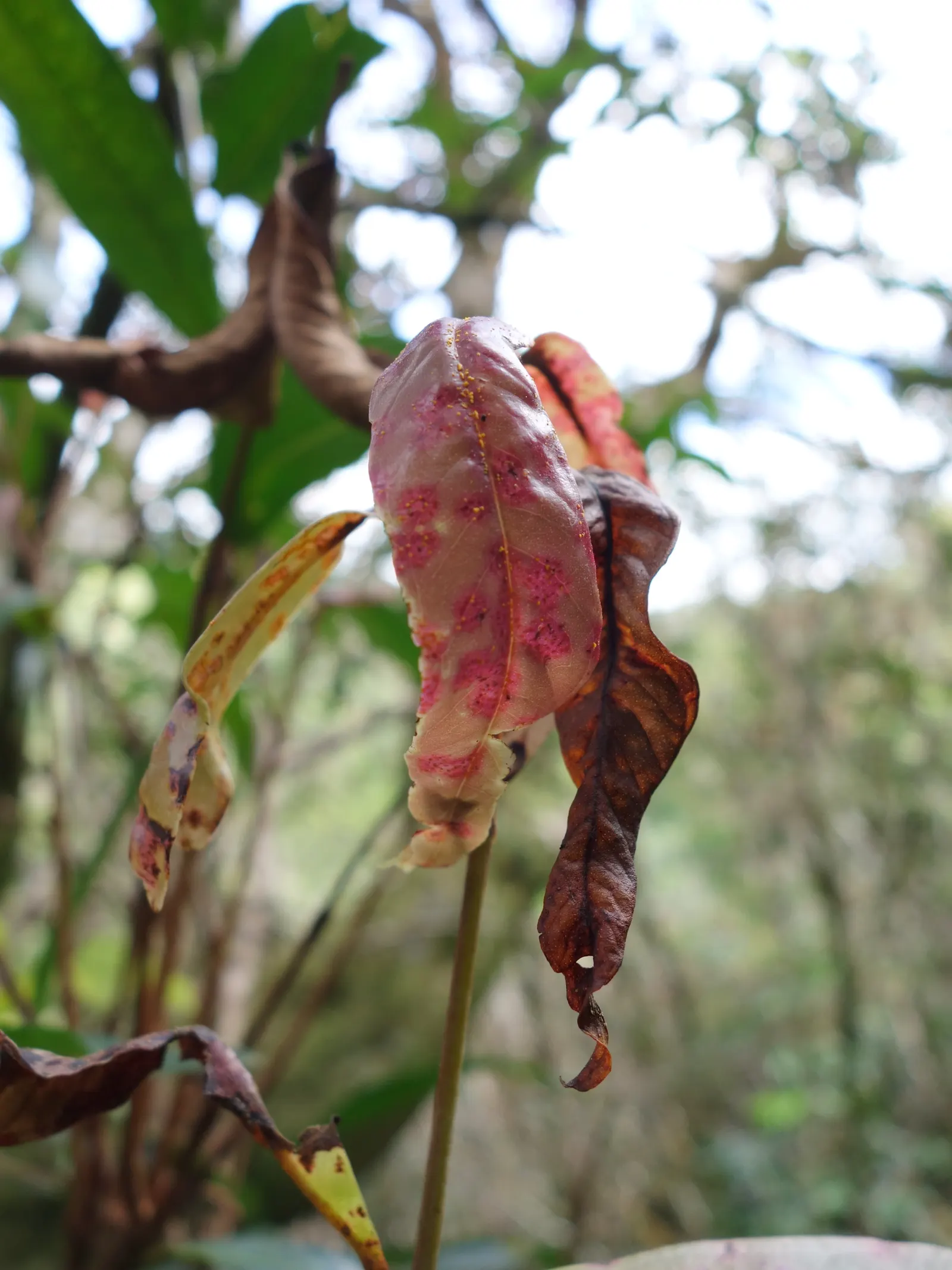 Rose Apple (Syzygium Jambos) — The yellowish-green fruit