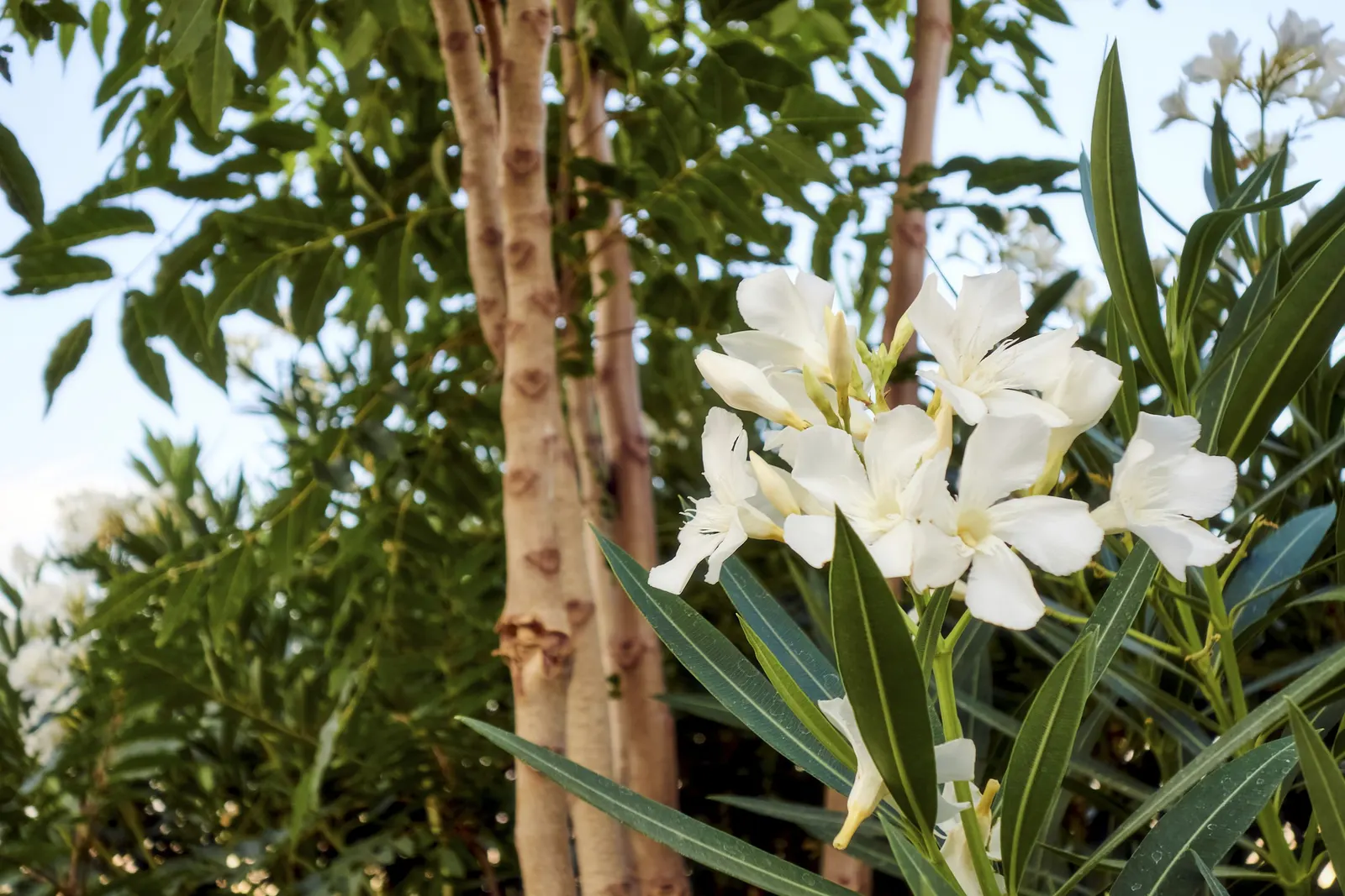 White Oleander (Nerium Oleander 'White') — presents a stunning addition to any landscape design with its captivating; annual pruning in late winter or early