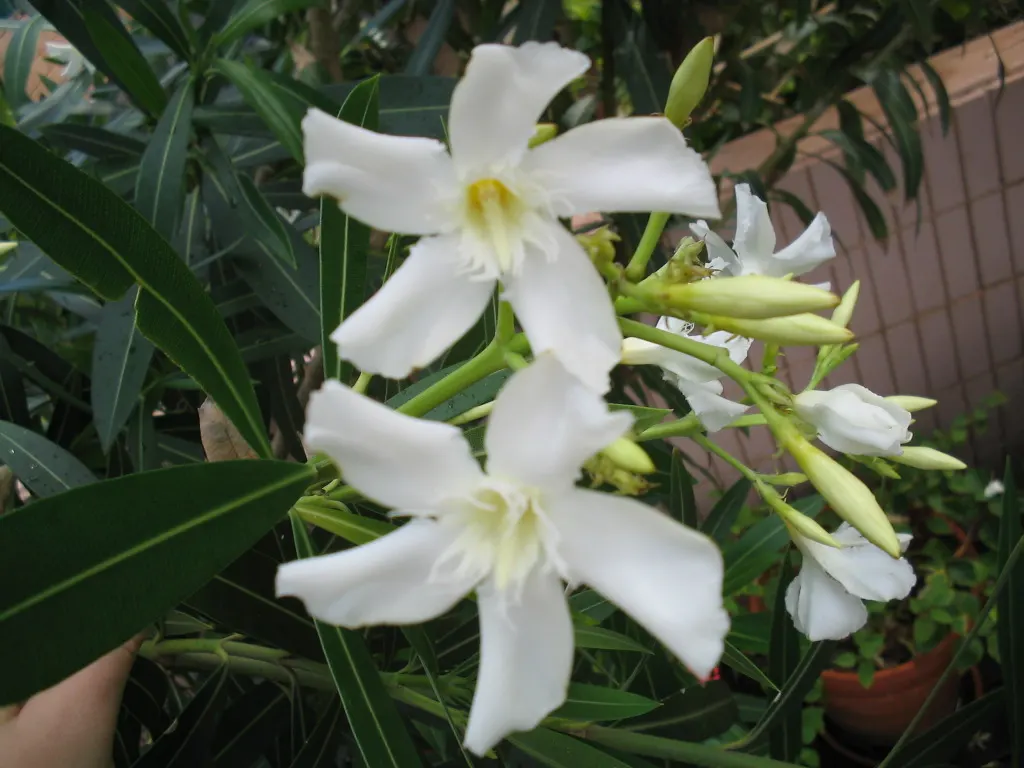 White Oleander (Nerium Oleander 'White') — with a preference for well-draining soil; requiring less attention once established, image 69