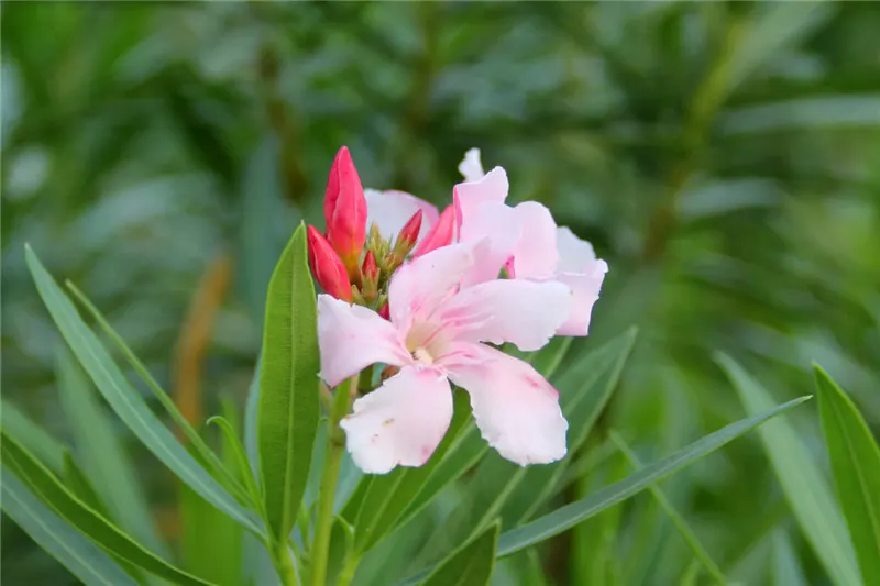 White Oleander (Nerium Oleander 'White') — and drought-tolerant border; it tolerates a range of conditions
