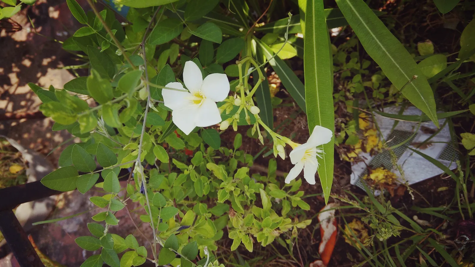 White Oleander (Nerium Oleander 'White') — the White Oleander is suited to moderate watering rhythms; it thrives in full sun, reaching heights of 8-12 feet