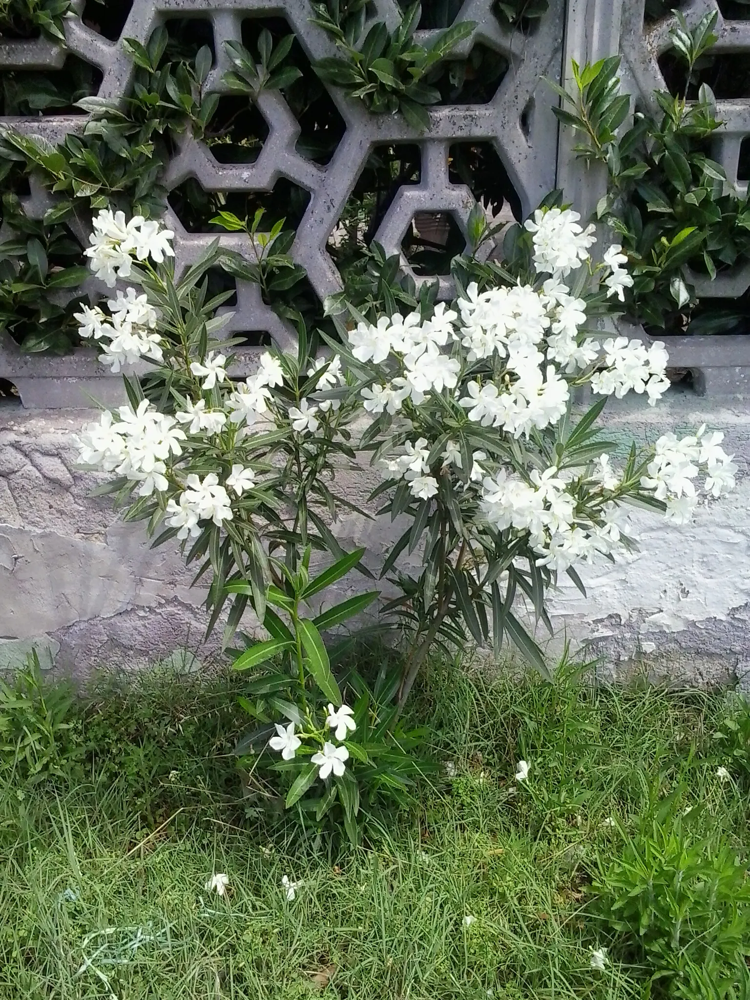 White Oleander (Nerium Oleander 'White') — which offer a delicate fragrance and flourish from early summer until the fall