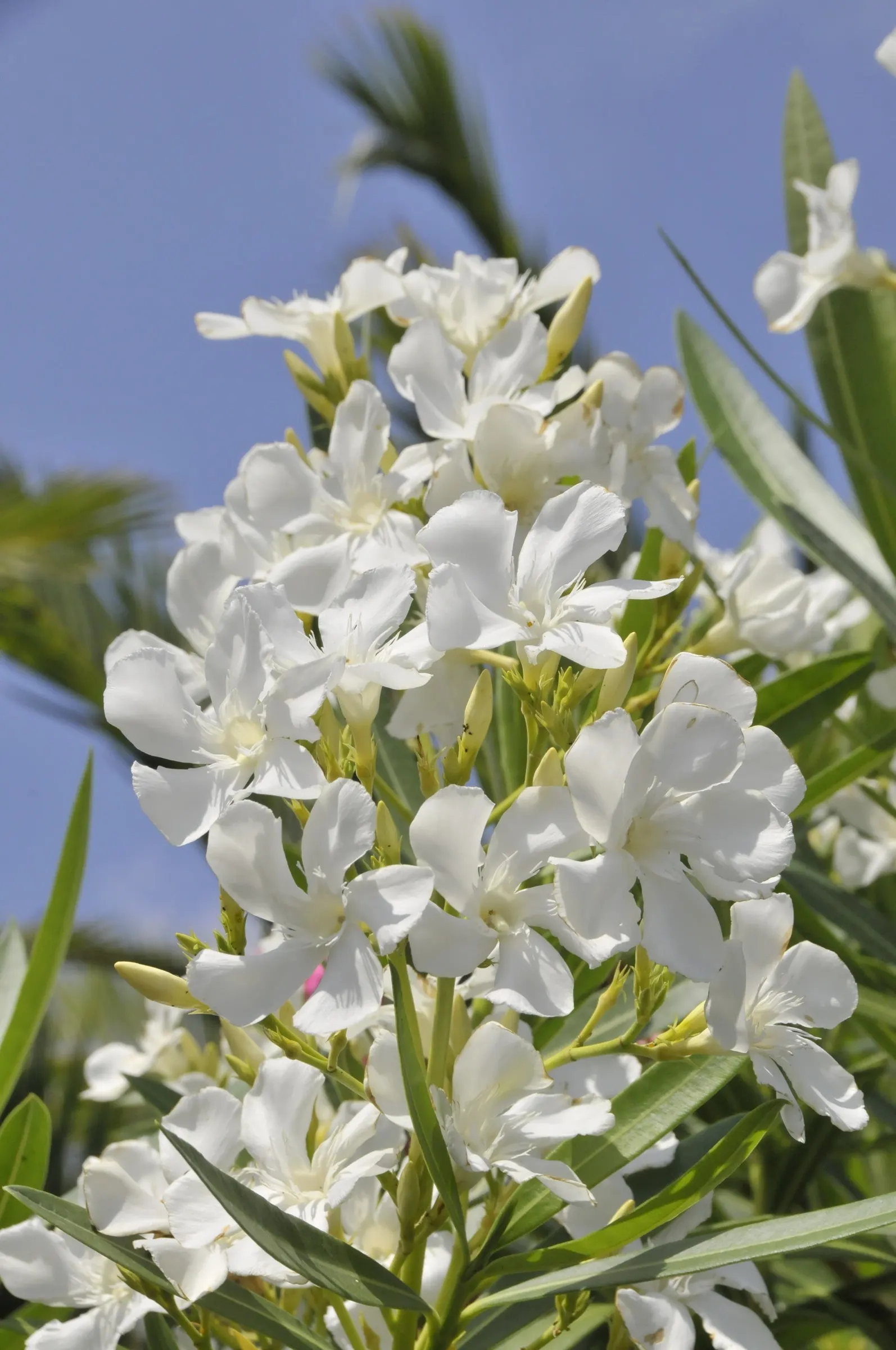 White Oleander (Nerium Oleander 'White') — making it an excellent choice for low-maintenance landscapes; creamy white blossoms and rich, image 71