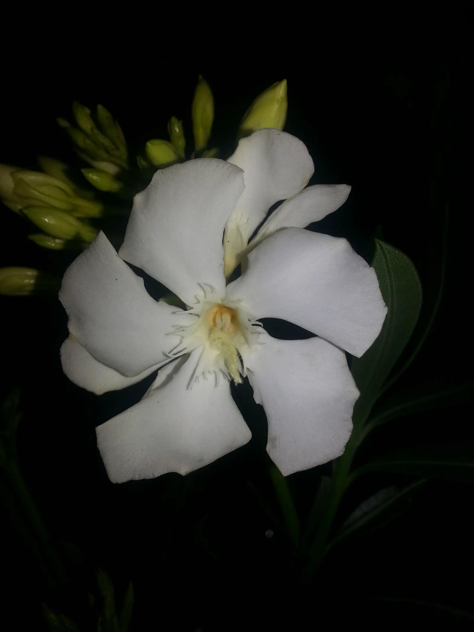 White Oleander (Nerium Oleander 'White') — To keep the plant's shape and promote bushy growth