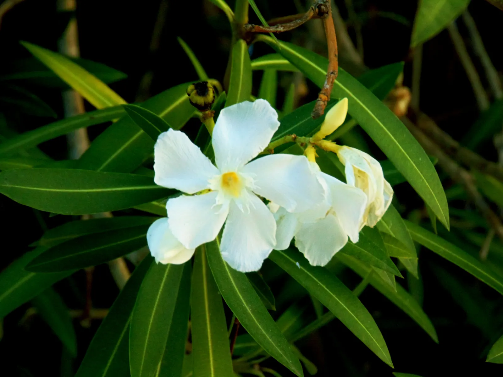 White Oleander (Nerium Oleander 'White') — Careful positioning away from children's play areas or edible gardens is crucial, image 50
