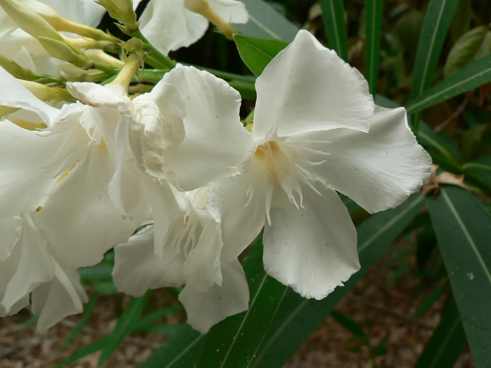 White Oleander (Nerium Oleander 'White') — ensuring the plant's ornamental charm brings beauty without risk; this drought-tolerant species prefers well-drained