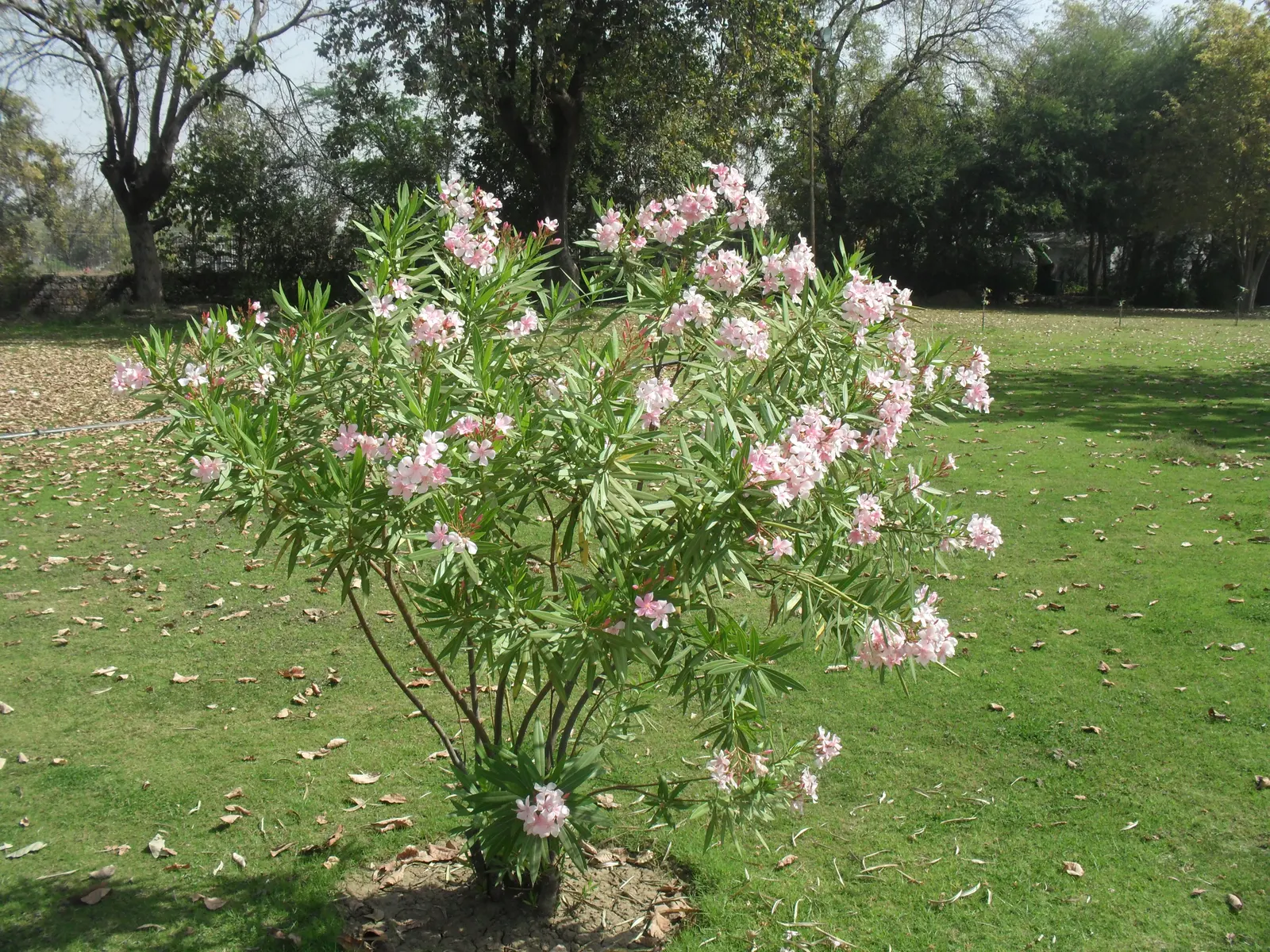 White Oleander (Nerium Oleander 'White') — It thrives in full sun, reaching heights of 8-12 feet with a spread of 8-10 feet