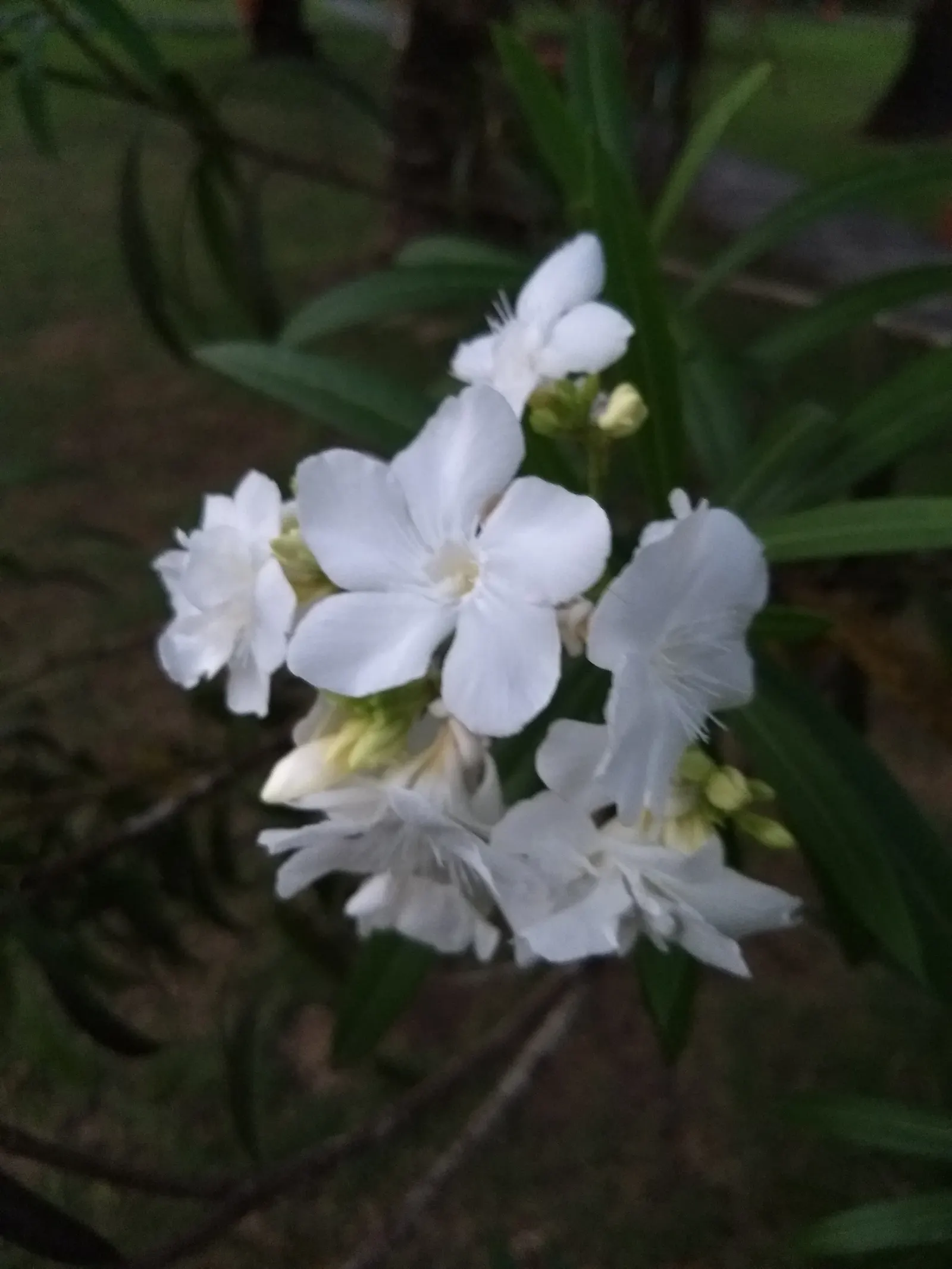 White Oleander (Nerium Oleander 'White') — It tolerates a range of conditions; the White Oleander (Nerium oleander 'White') is an evergreen shrub