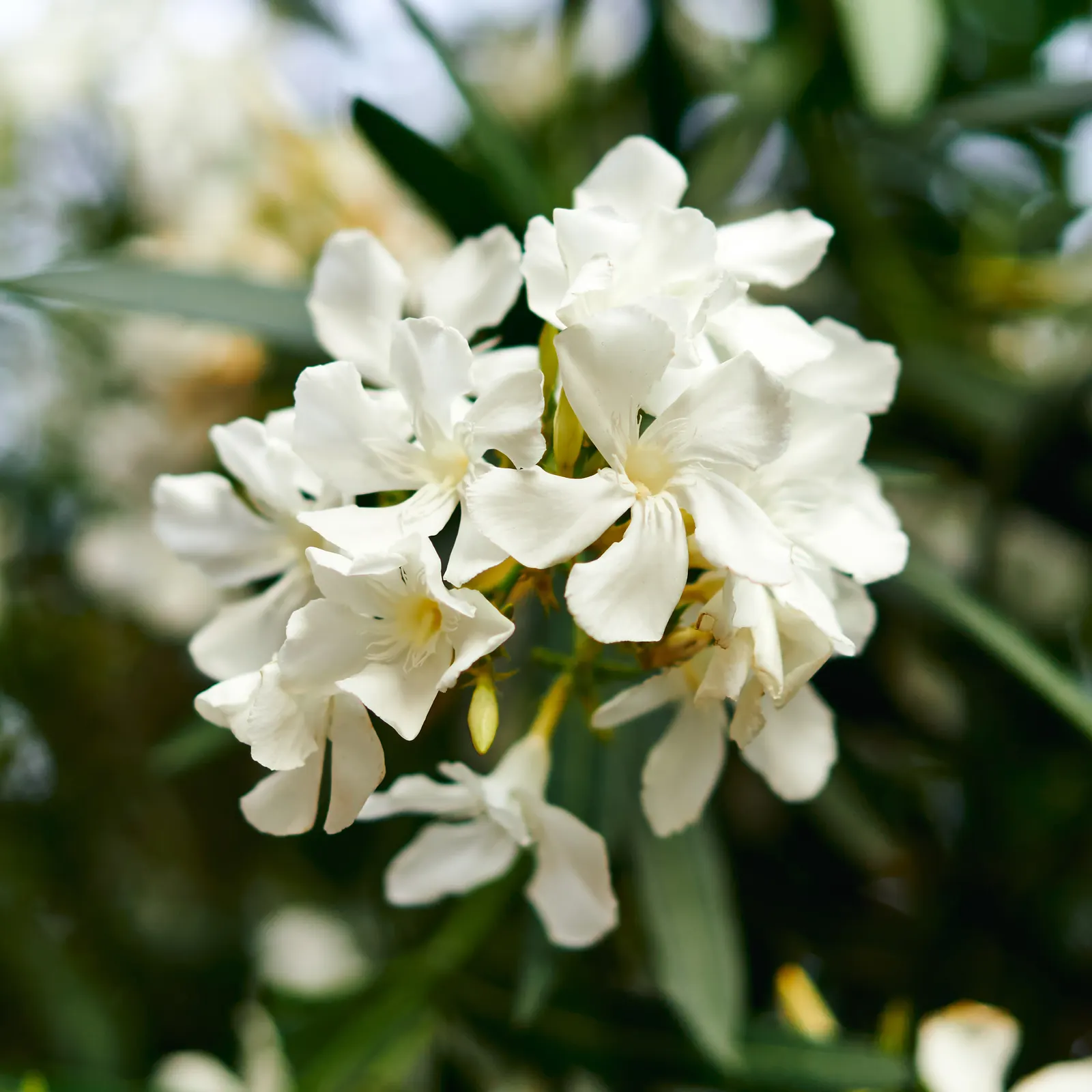 White Oleander (Nerium Oleander 'White') — with a preference for well-draining soil