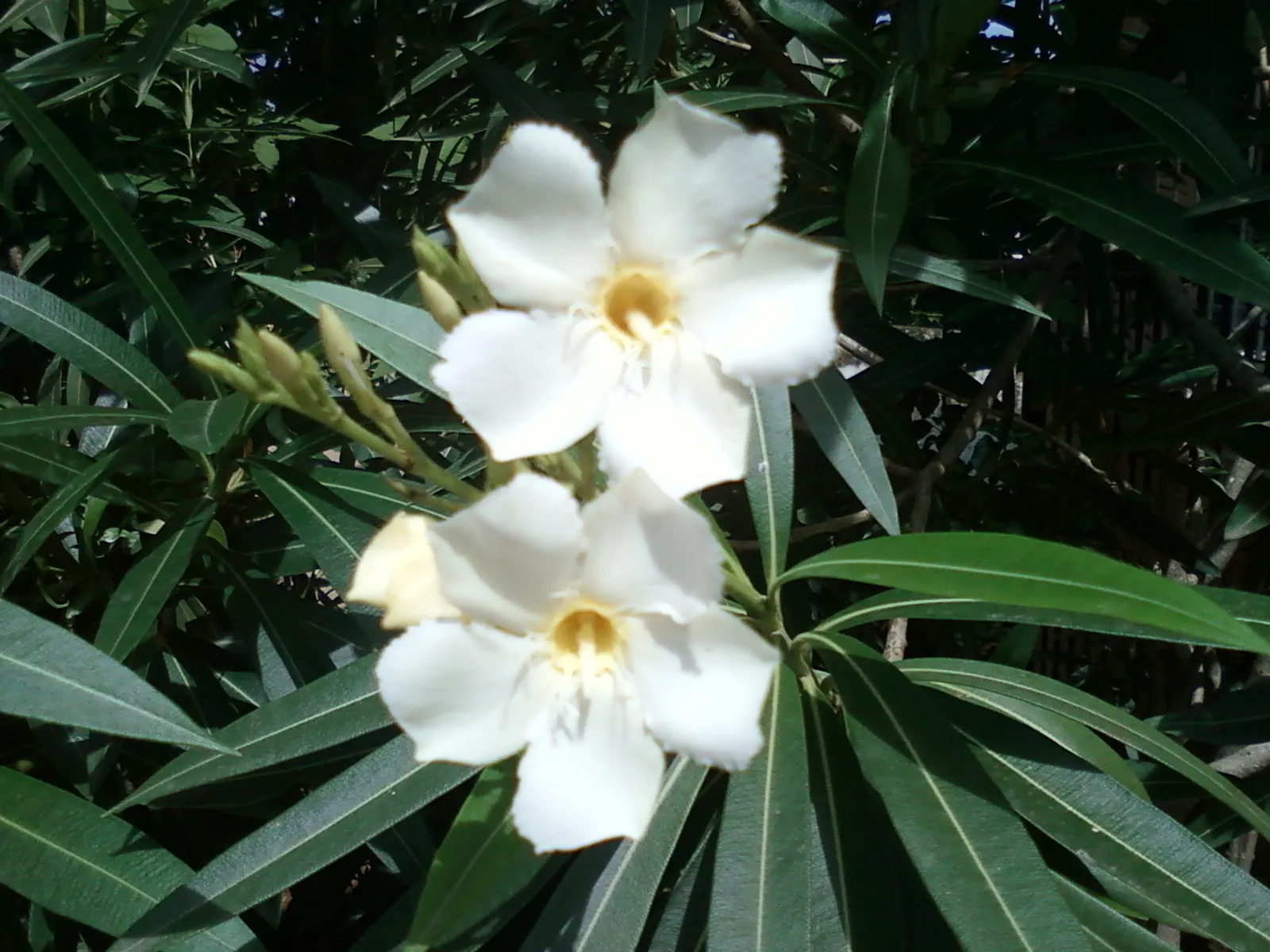 White Oleander (Nerium Oleander 'White') — Ideal as a privacy screen or ornamental feature, its dense foliage is dark green and leathery