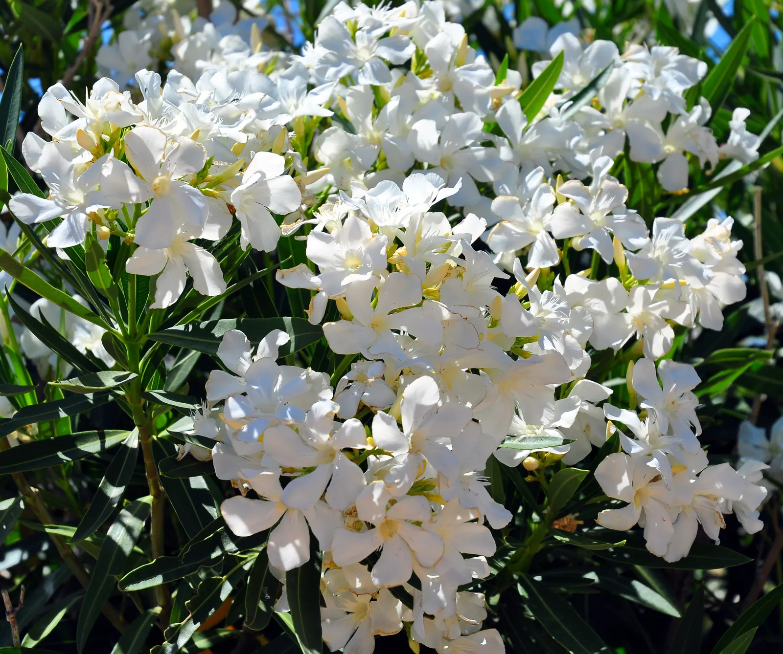 White Oleander (Nerium Oleander 'White') — though aesthetically pleasing; shrub for full or half, image 66