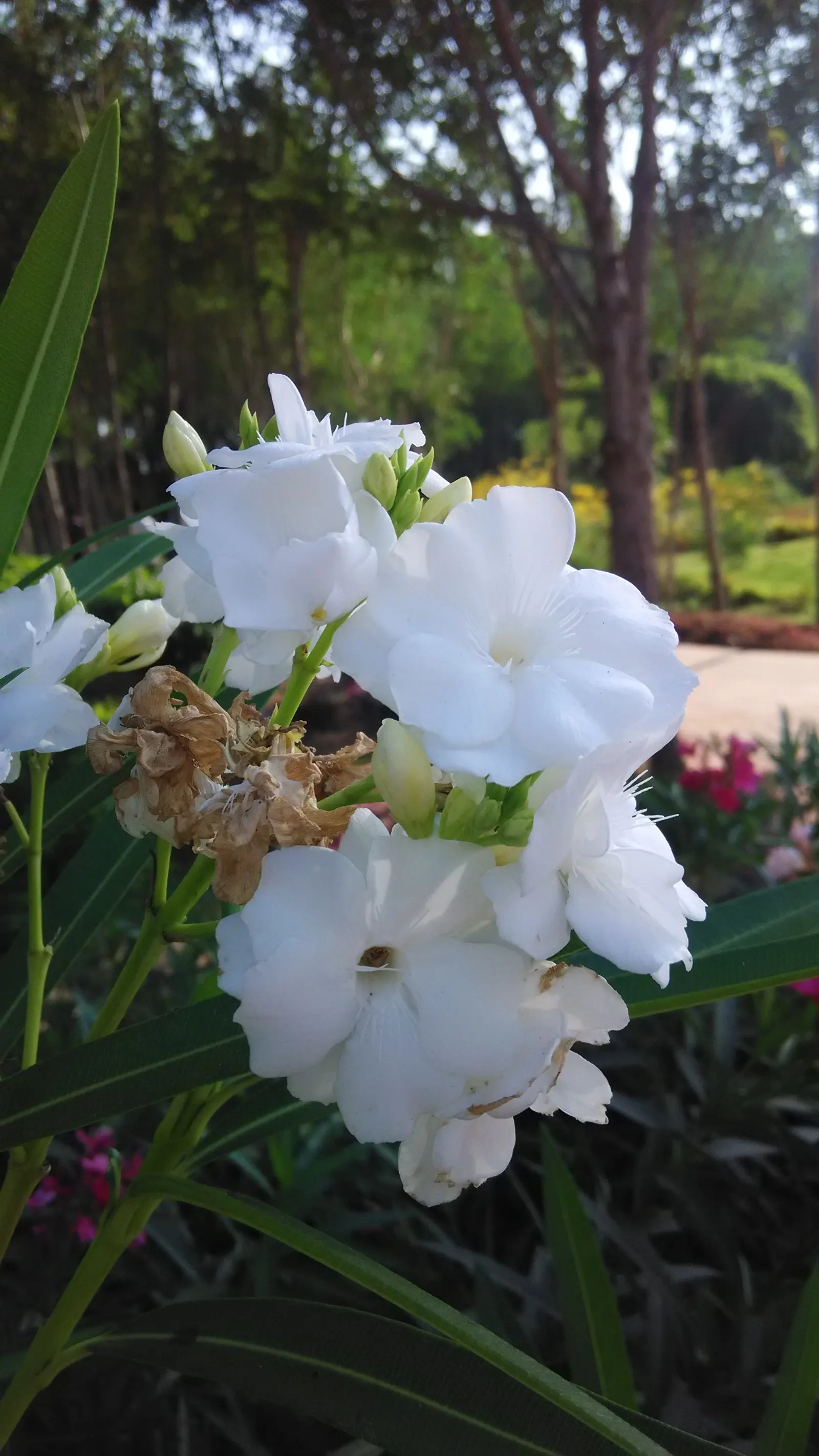 White Oleander (Nerium Oleander 'White') — Careful positioning away from children's play areas or edible gardens is crucial
