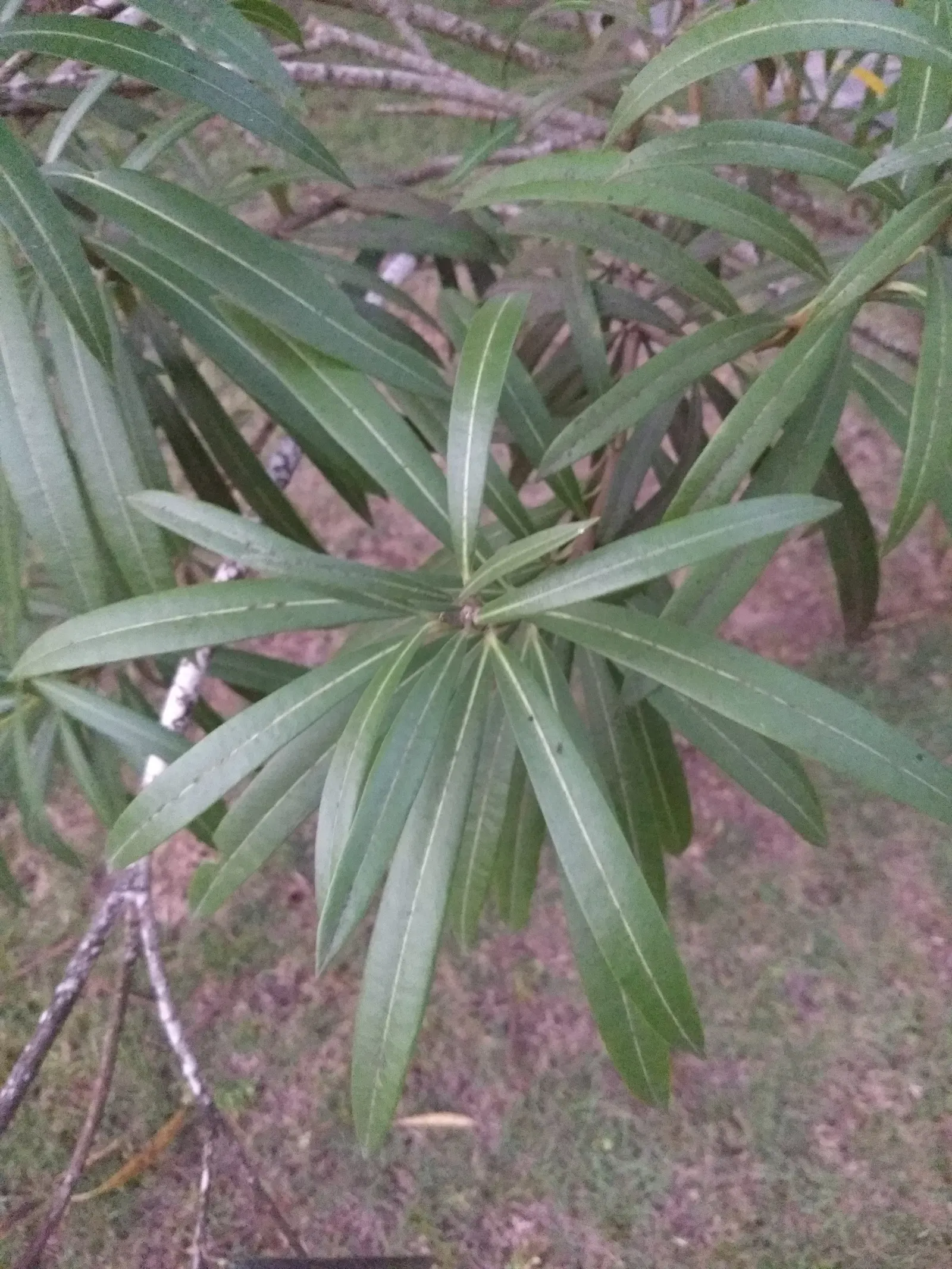 White Oleander (Nerium Oleander 'White') — The White Oleander (Nerium oleander 'White') is an evergreen shrub; ideal as a privacy screen or, image 55