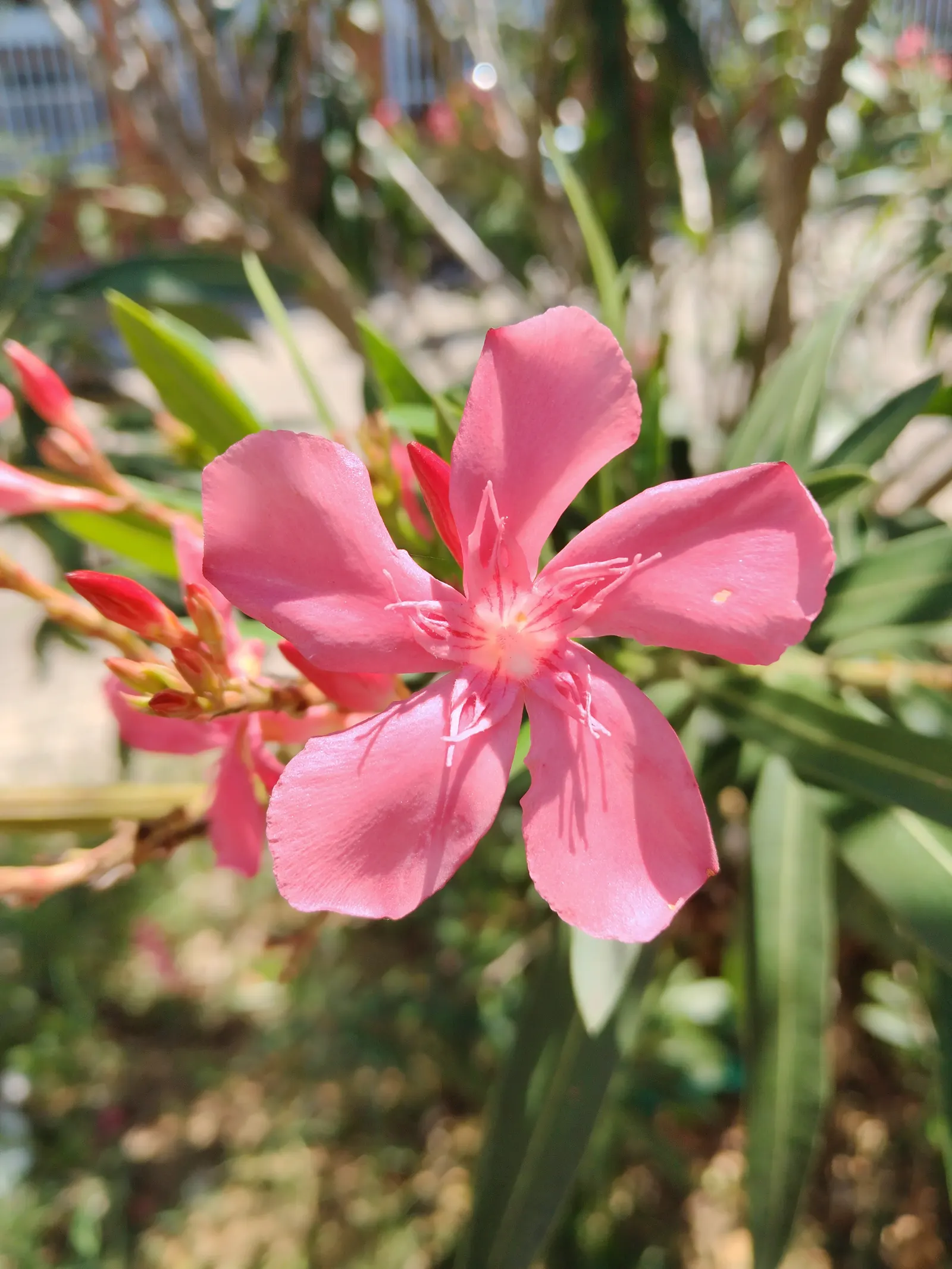 White Oleander (Nerium Oleander 'White') — though aesthetically pleasing; shrub for full or half
