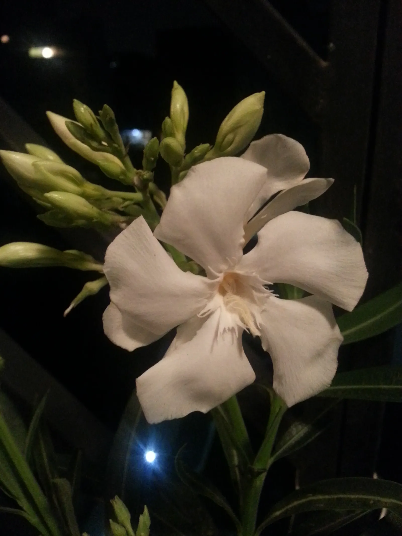 White Oleander (Nerium Oleander 'White') — leathery green and create a lush backdrop for the five-petaled flowers