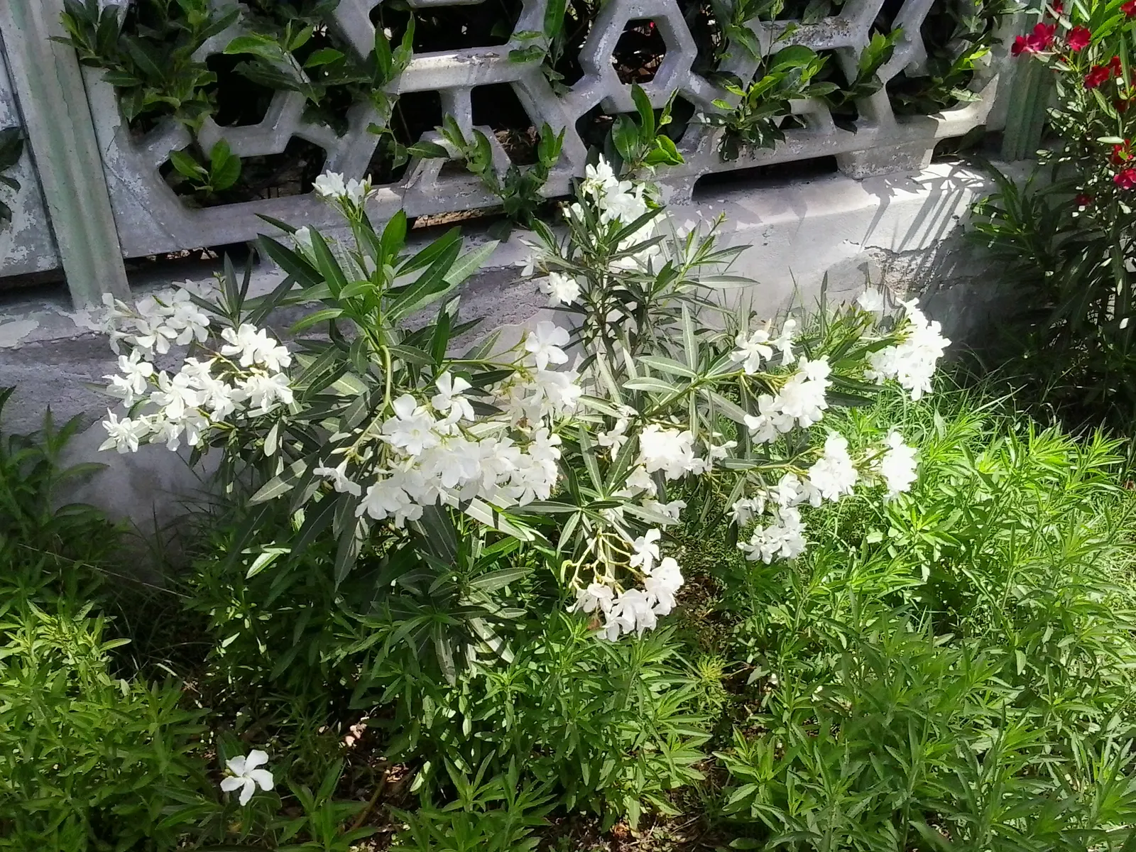 White Oleander (Nerium Oleander 'White') — and drought-tolerant border