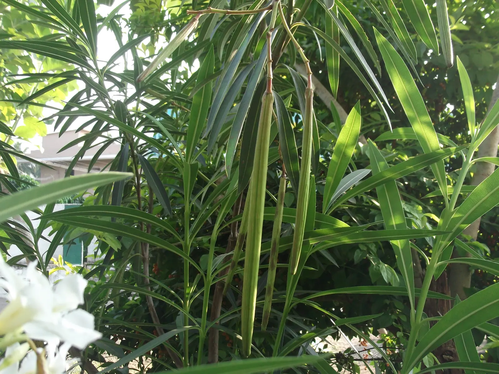 White Oleander (Nerium Oleander 'White') — are to be respected for their toxic properties; all parts of the plant are poisonous if ingested, image 67