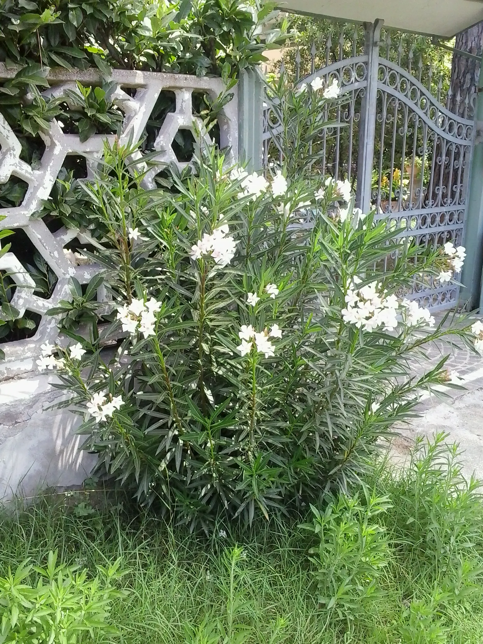 White Oleander (Nerium Oleander 'White') — annual pruning in late winter or early spring is recommended.<br><br>For the irrigation-minded
