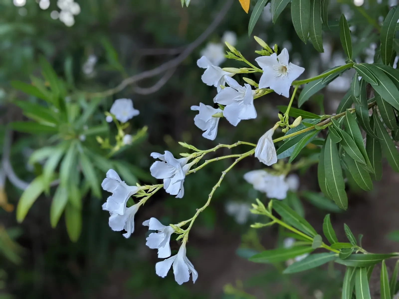White Oleander (Nerium Oleander 'White') — Ideal as a privacy screen or ornamental feature, its dense foliage is dark green and leathery; white, image 58