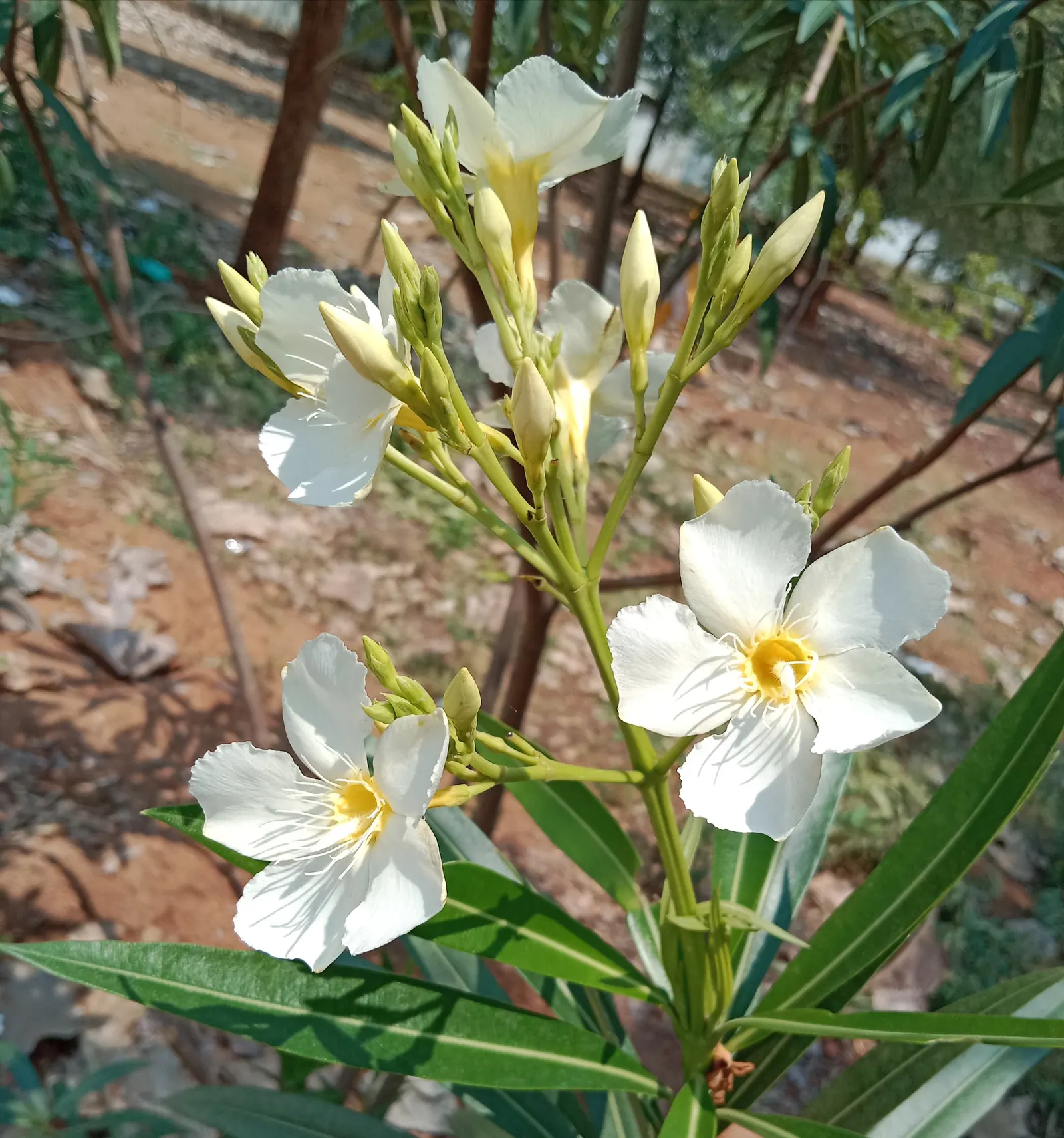 White Oleander (Nerium Oleander 'White') — This drought-tolerant species prefers well-drained soil; however, note its toxicity; to keep the plant's shape and