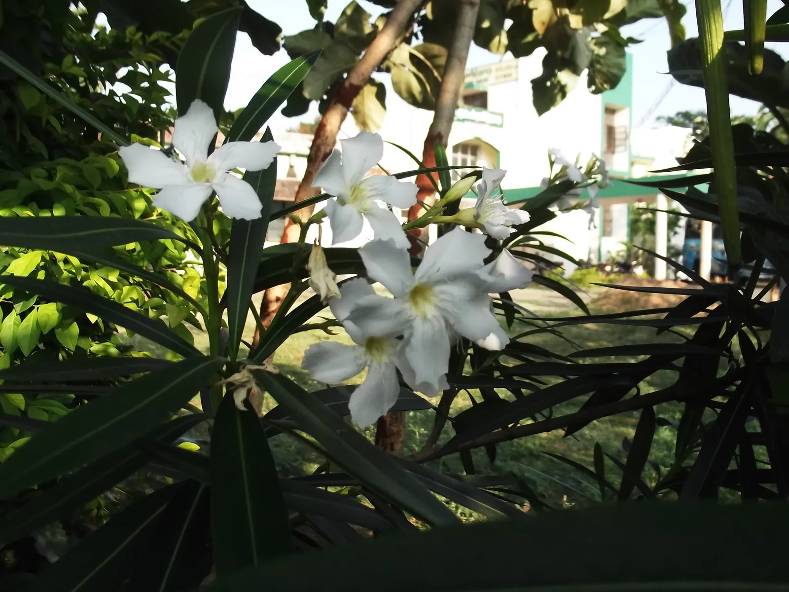 White Oleander (Nerium Oleander 'White') — This drought-tolerant species prefers well-drained soil; however, note its toxicity; to keep the plant's, image 57