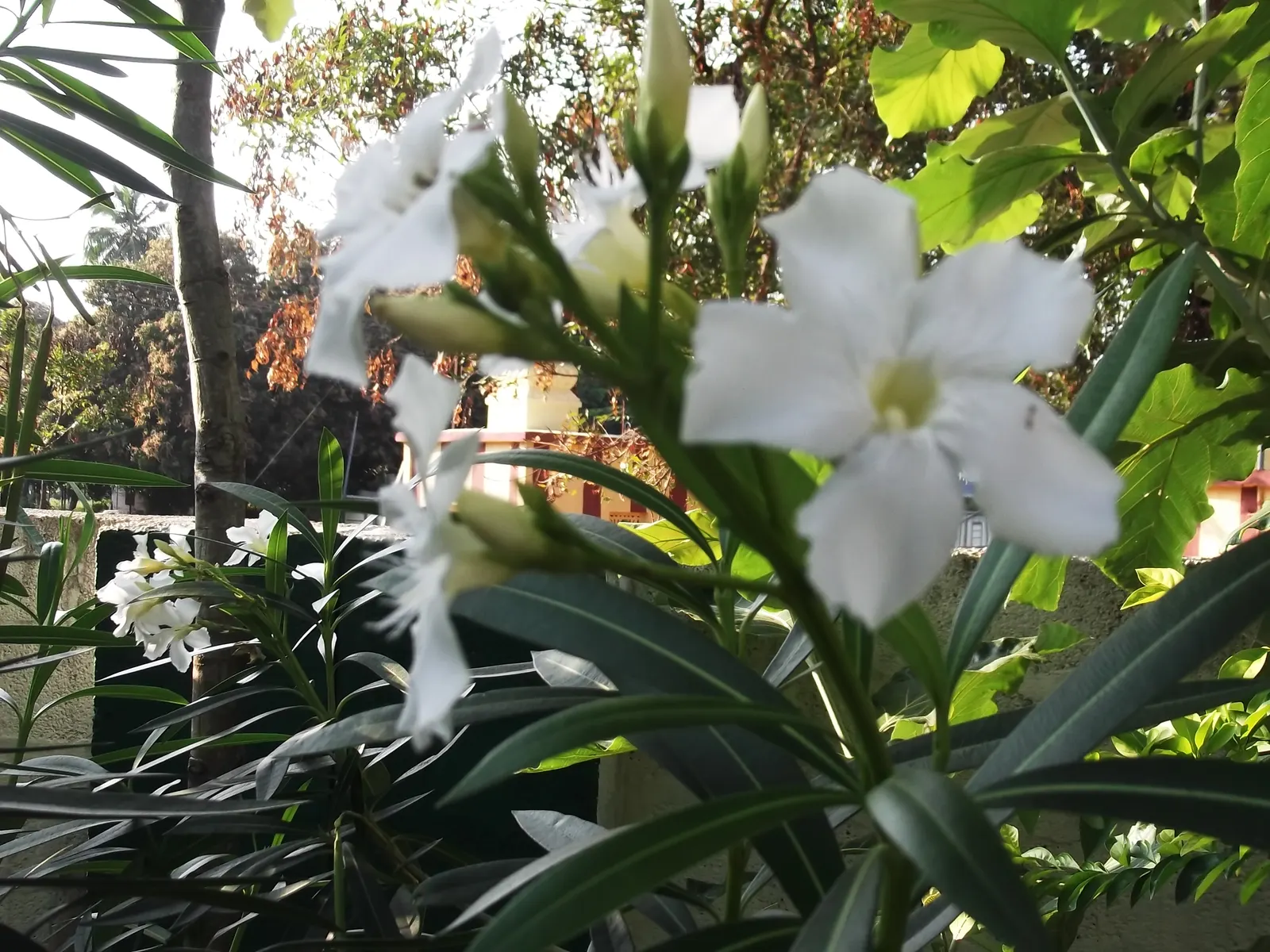 White Oleander (Nerium Oleander 'White') — white flowers in the garden; leathery green and create a lush backdrop for the five-petaled flowers