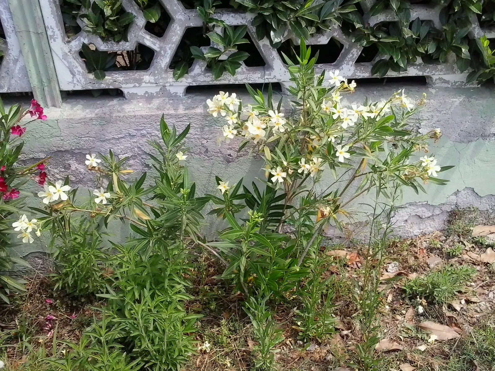White Oleander (Nerium Oleander 'White') — This perennial shrub typically reaches a height of 8 to 12 feet and spreads about the same; commonly, image 63