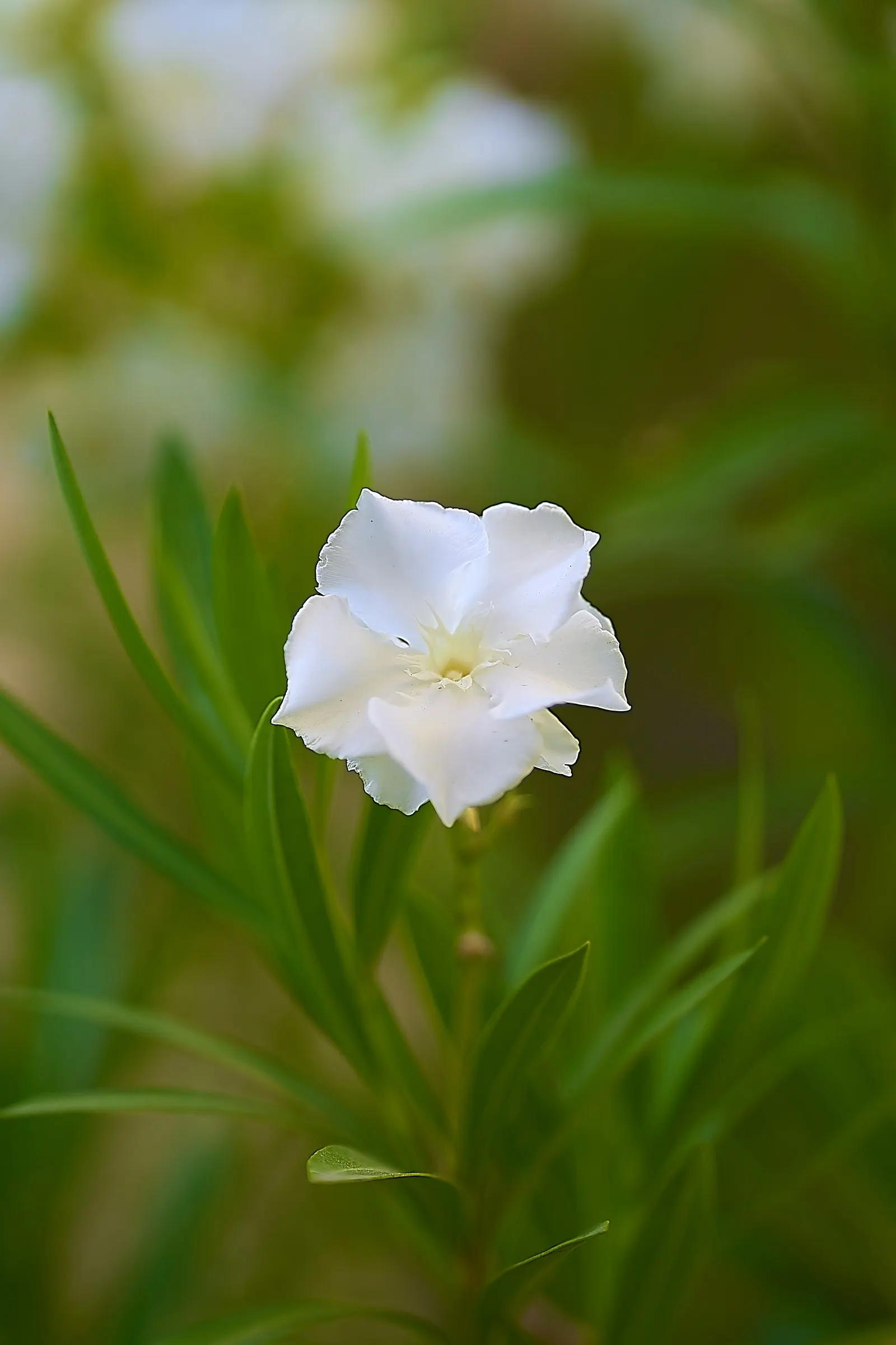 White Oleander (Nerium Oleander 'White') — It tolerates a range of conditions