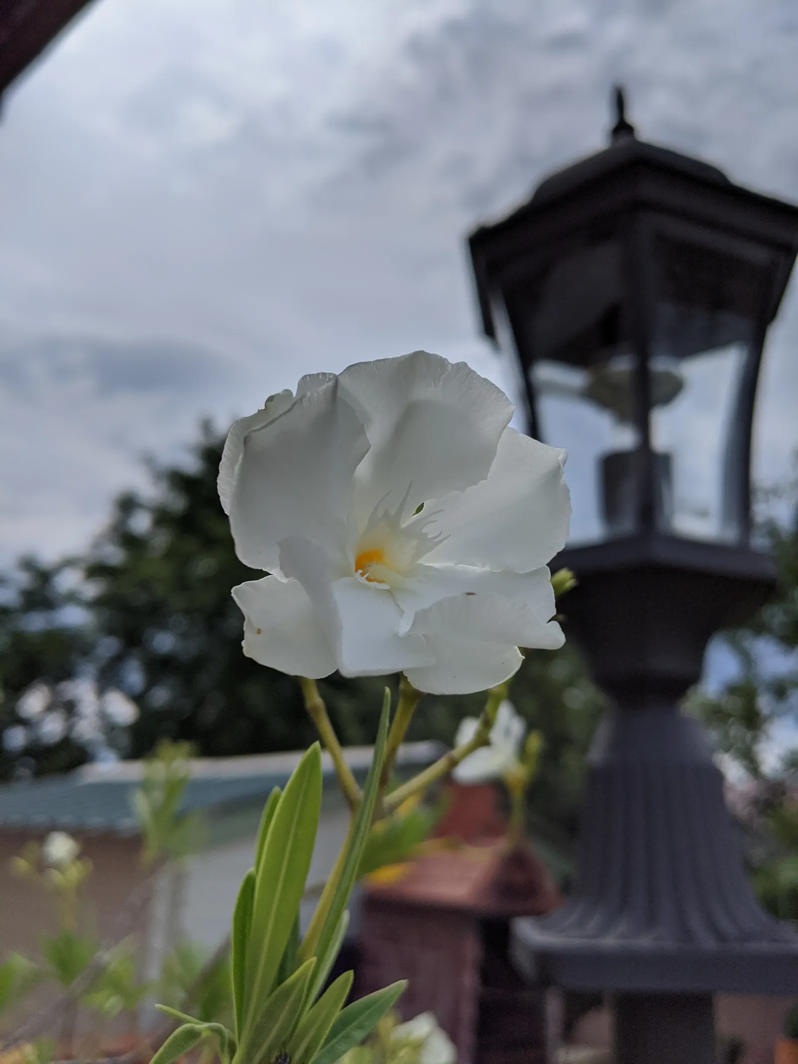 White Oleander (Nerium Oleander 'White') — white flowers in the garden
