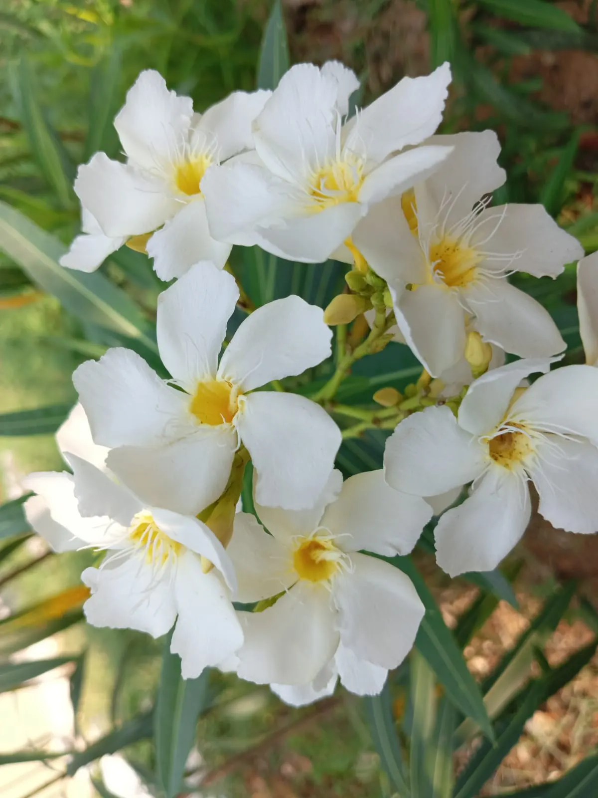 White Oleander (Nerium Oleander 'White') — making it an excellent choice for low-maintenance landscapes