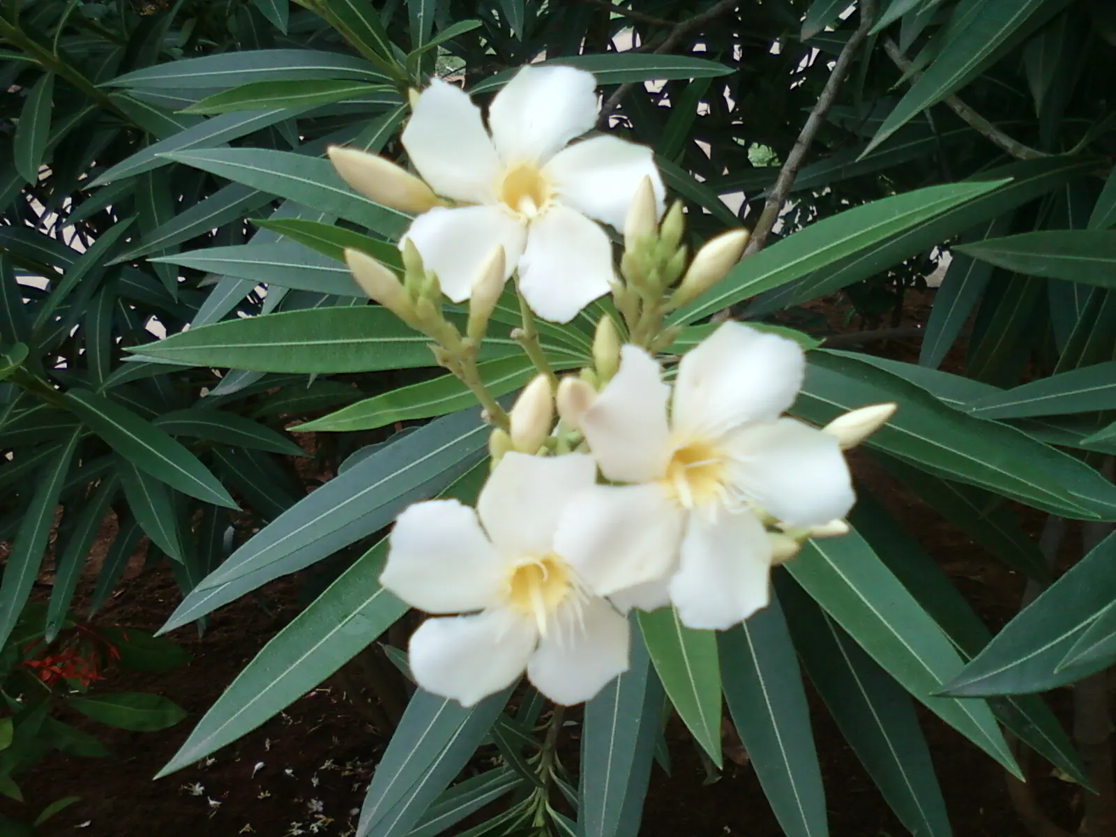 White Oleander (Nerium Oleander 'White') — The White Oleander (Nerium oleander 'White') is an evergreen shrub; ideal as a privacy screen or ornamental feature