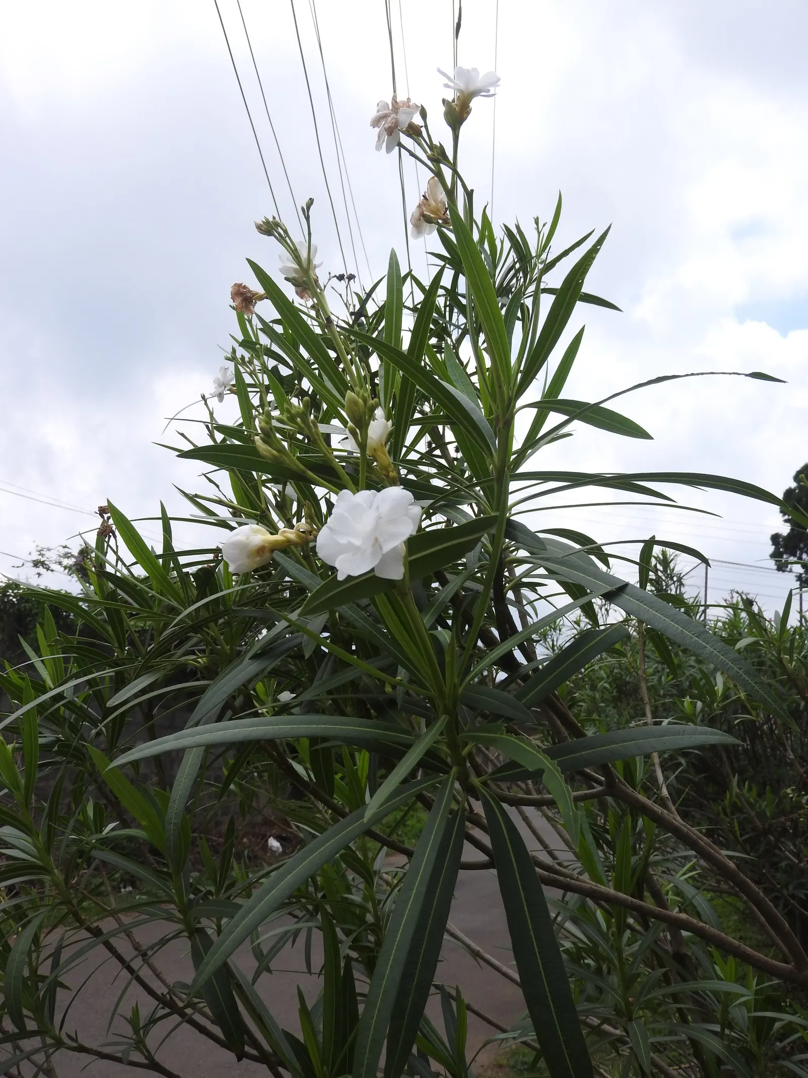 White Oleander (Nerium Oleander 'White') — creamy white blossoms and rich; shrub with white blooms, image 62