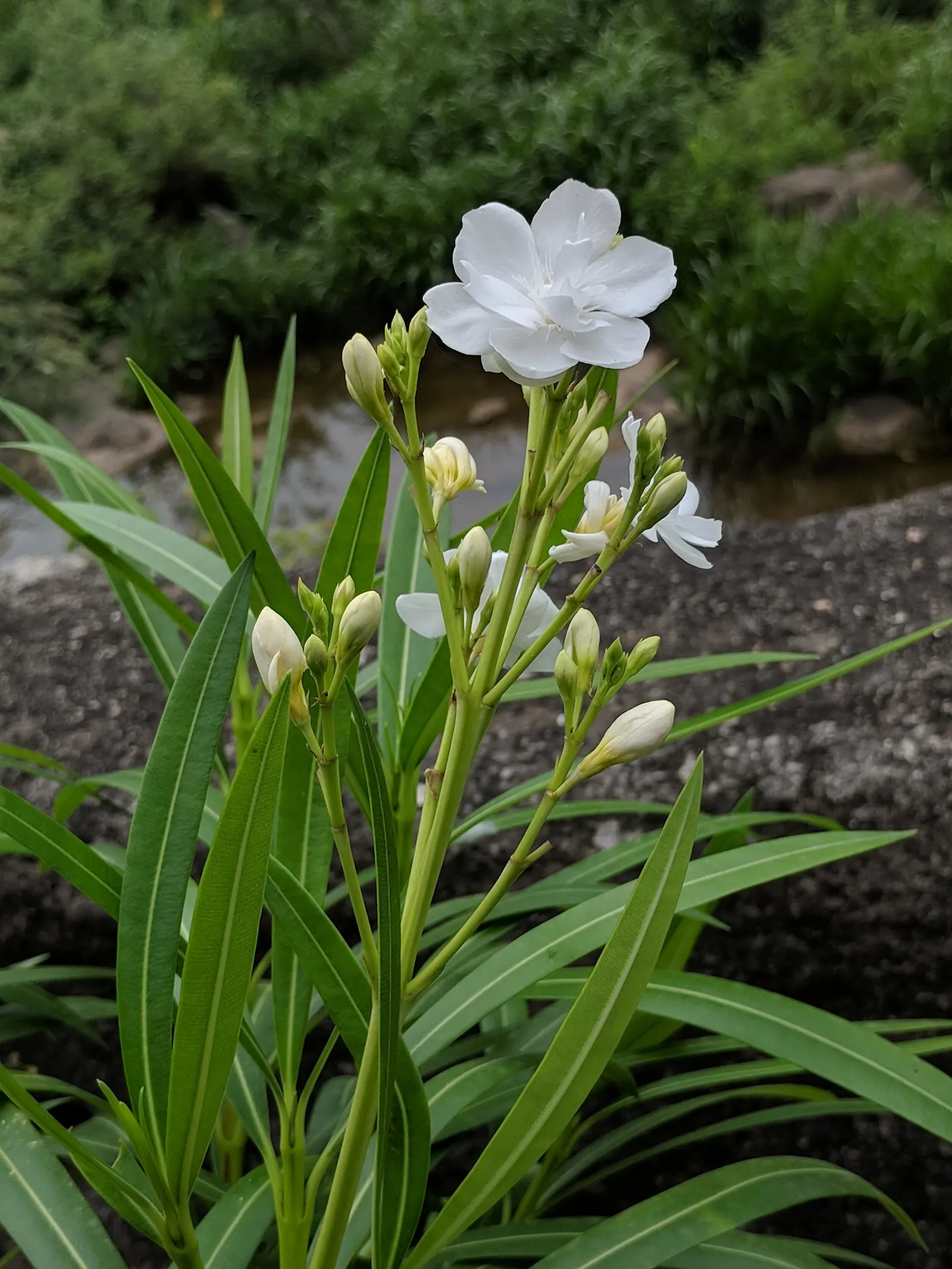 White Oleander (Nerium Oleander 'White') — and gloves should be worn when handling.<br><br>This robust shrub requires full sun exposure to thrive, image 41