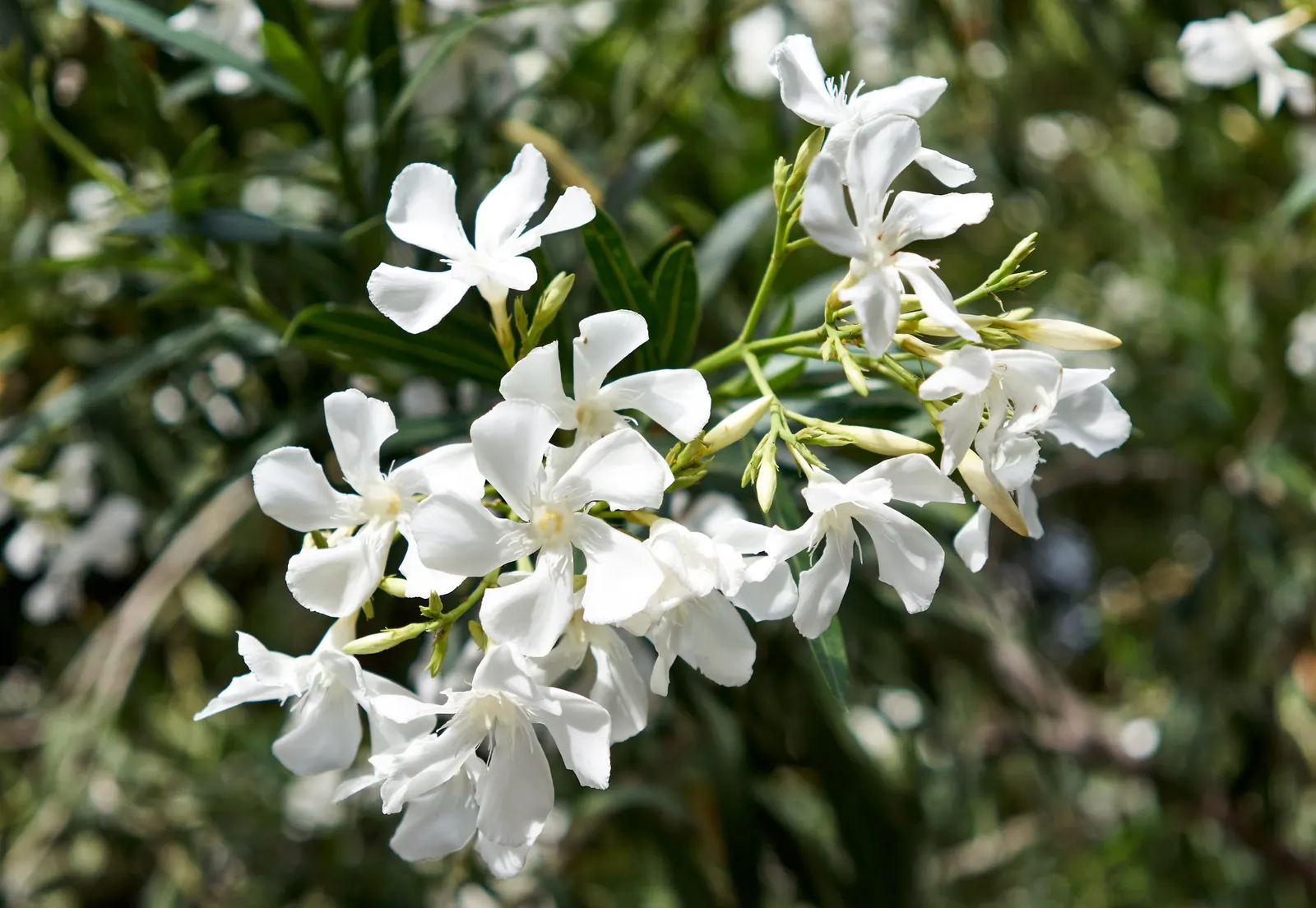 White Oleander (Nerium Oleander 'White') — presents a stunning addition to any landscape design with its captivating