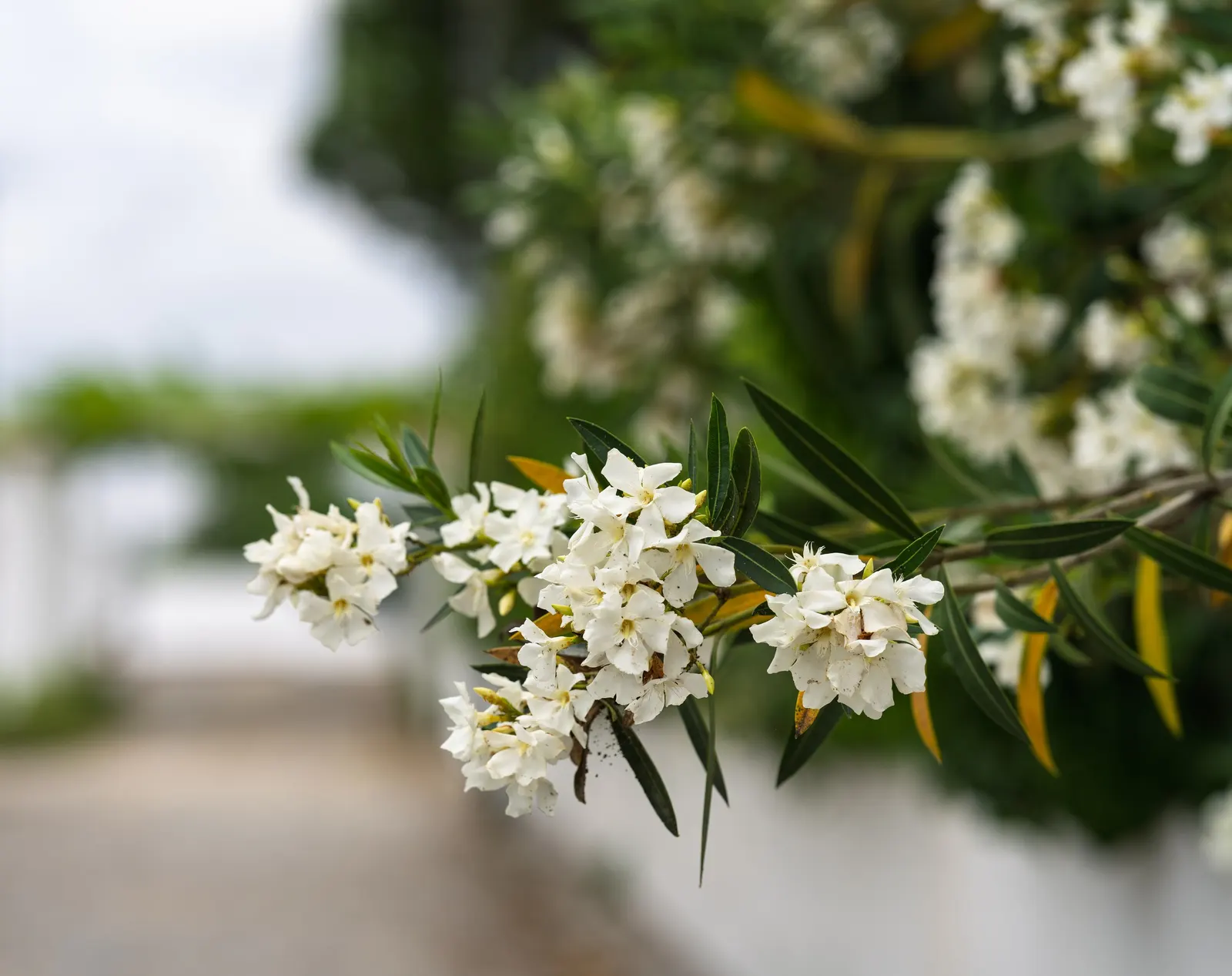 White Oleander (Nerium Oleander 'White') — To keep the plant's shape and promote bushy growth; with a preference for well-draining soil, image 72