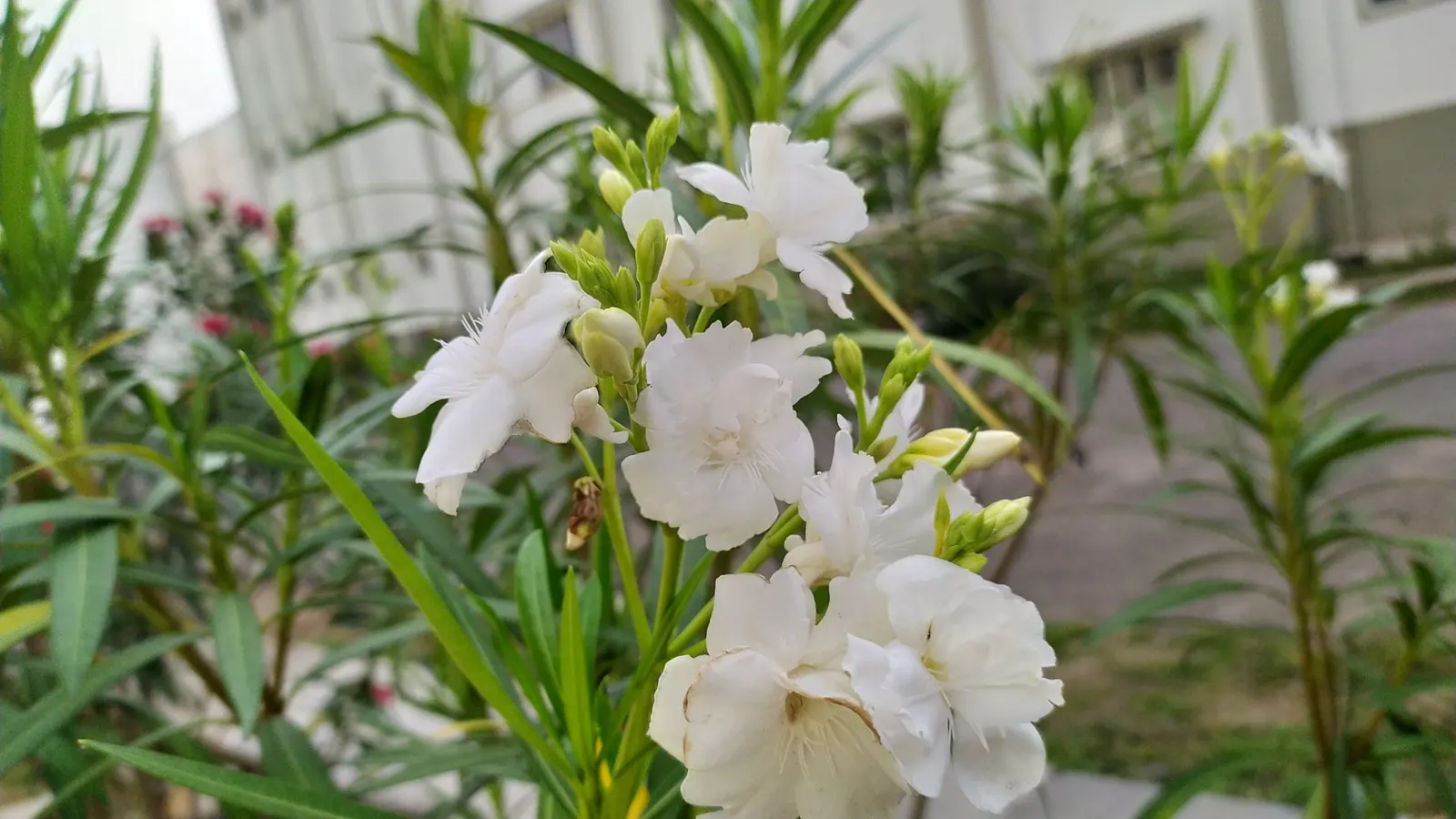 White Oleander (Nerium Oleander 'White') — Ideal as a privacy screen or ornamental feature, its dense foliage is dark green and leathery; white flowers in the