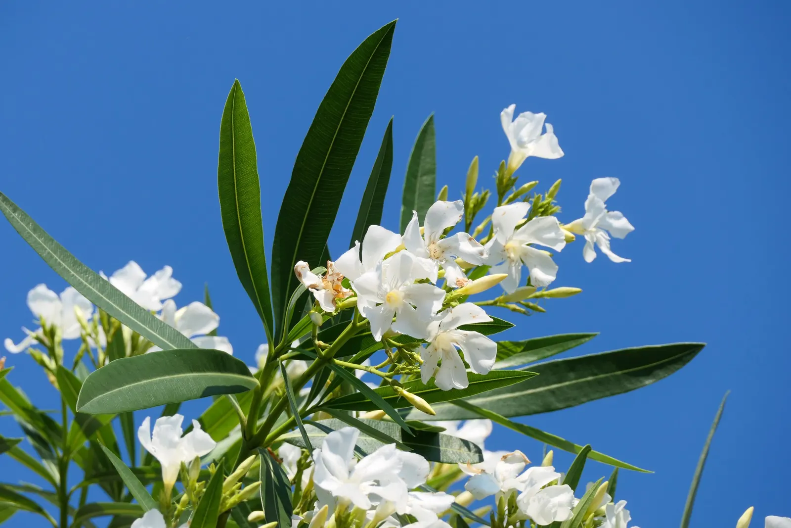 White Oleander (Nerium Oleander 'White') — Hardy in USDA zones 8-10, it requires minimal maintenance once established