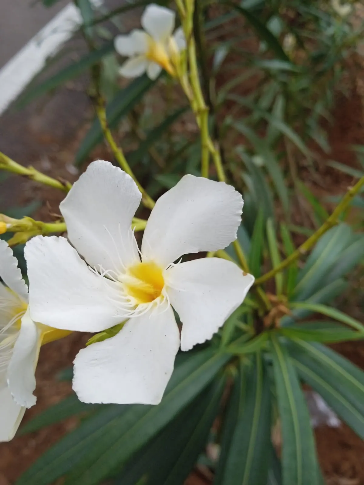 White Oleander (Nerium Oleander 'White') — commonly referred to as the White Oleander