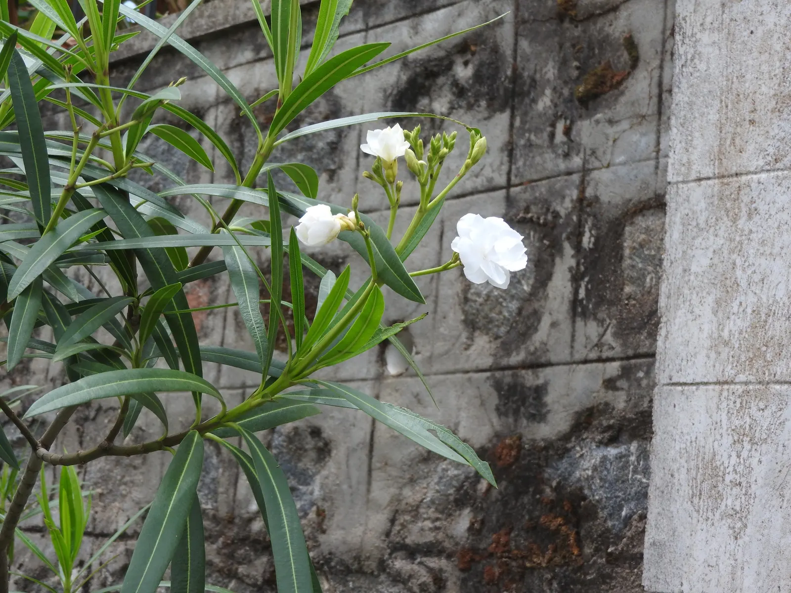 White Oleander (Nerium Oleander 'White') — presents a stunning addition to any landscape design with its captivating; annual pruning in late winter, image 61