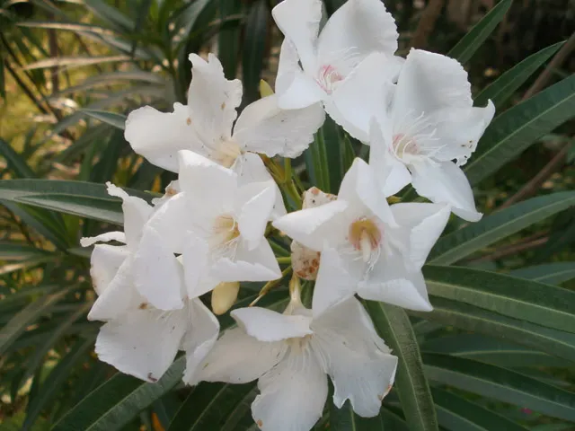 White Oleander (Nerium Oleander 'White') — commonly referred to as the White Oleander; though aesthetically pleasing, image 60