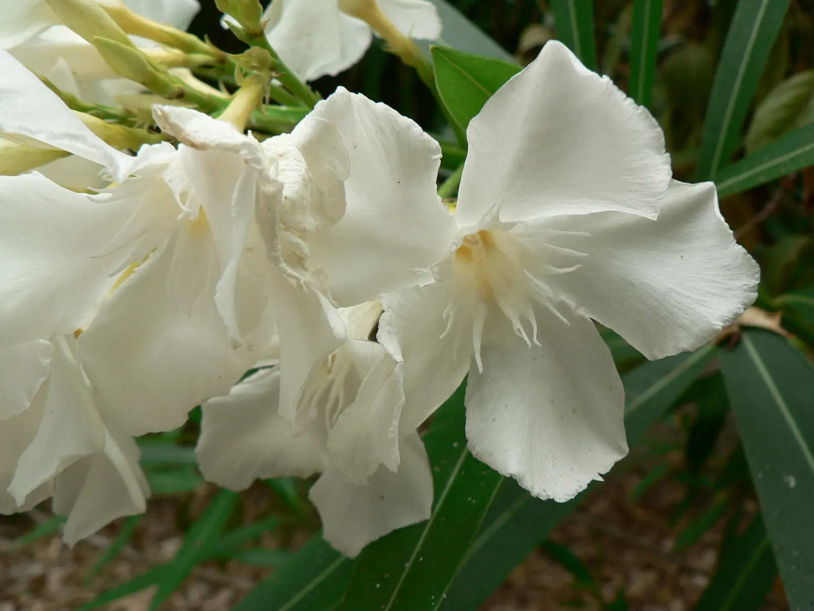 White Oleander (Nerium Oleander 'White') — annual pruning in late winter or early spring is recommended.<br><br>For the irrigation-minded; and drought-tolerant